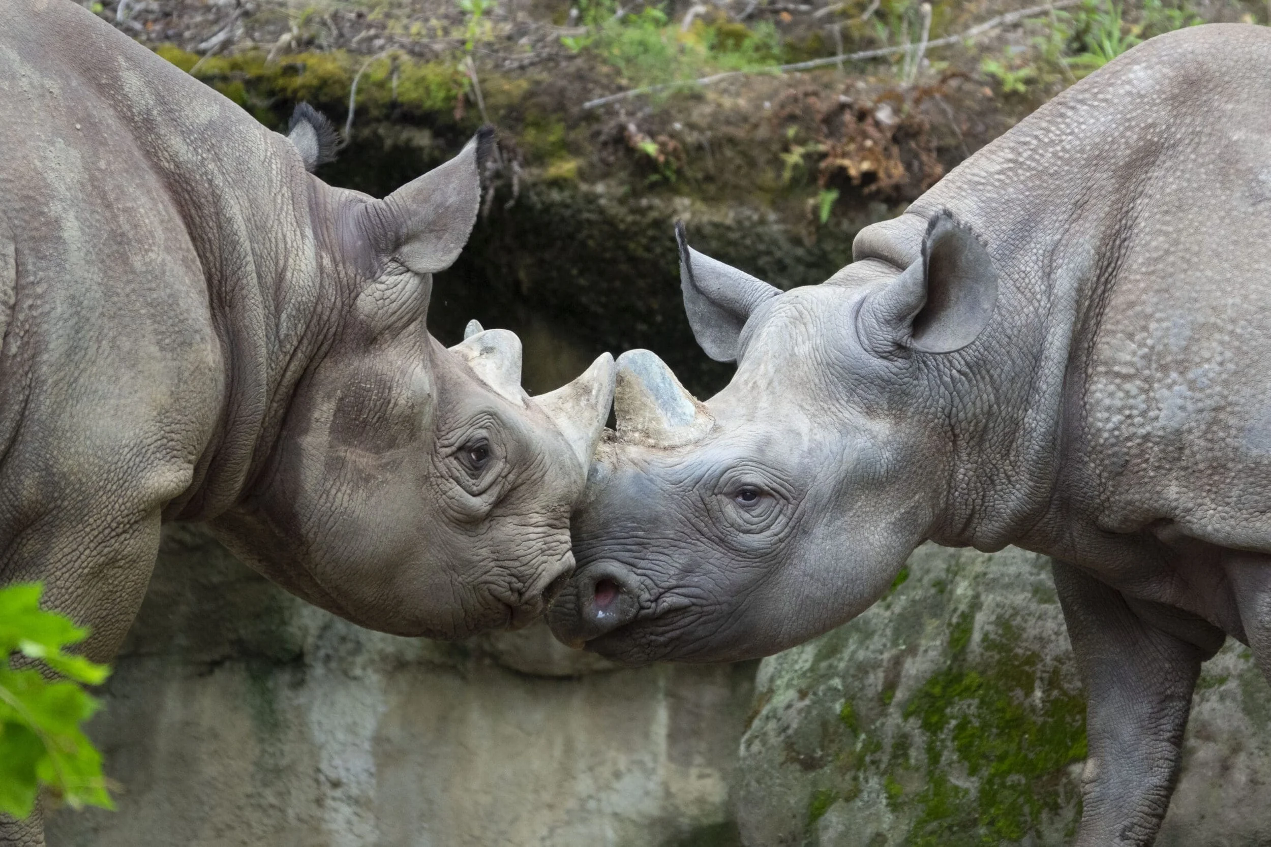  A pair of rhinos side by side at the Oregon Zoo. 