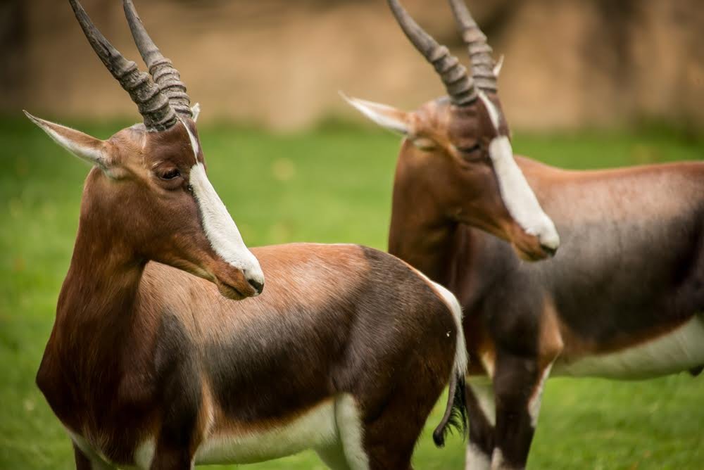  Two gazelles standing together at the Oregon Zoo. 
