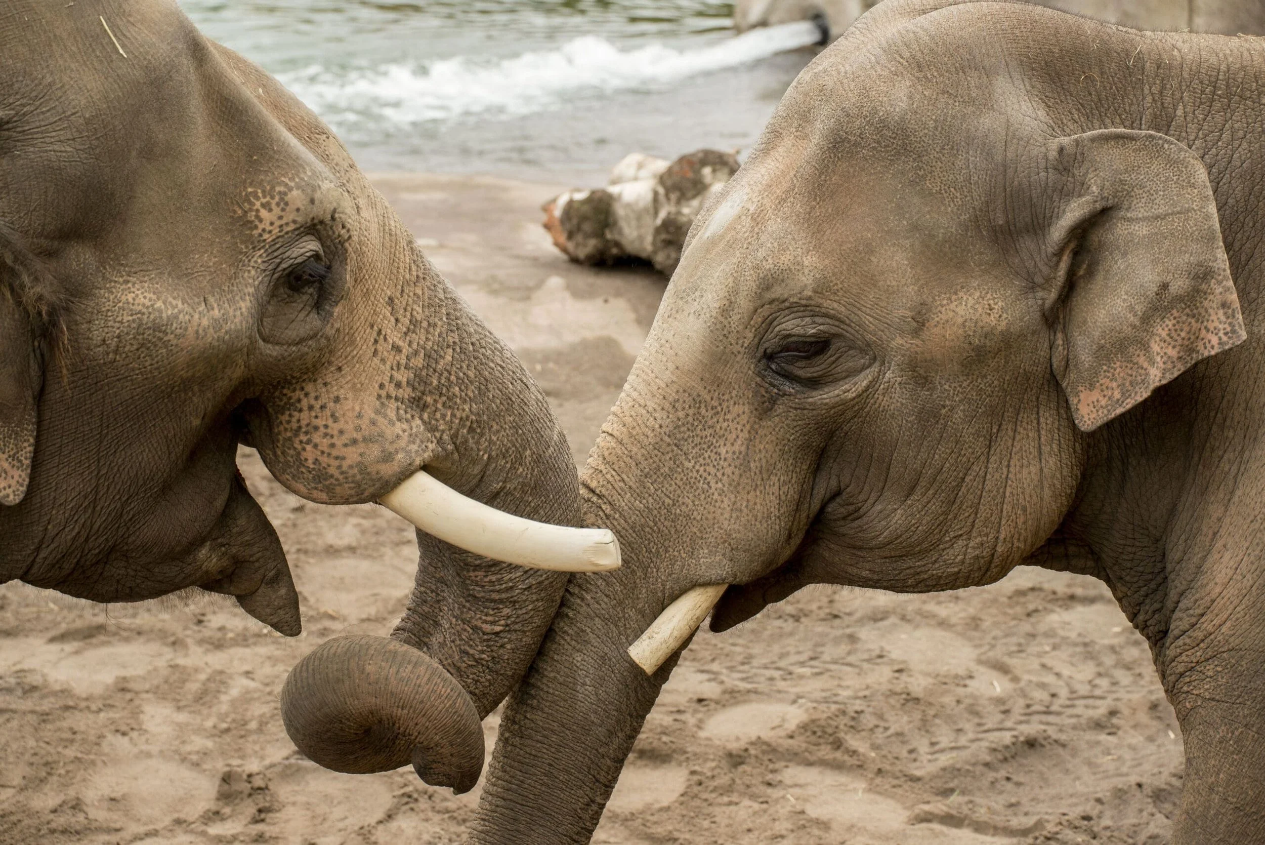  Two elephants standing close together at the Oregon Zoo. 