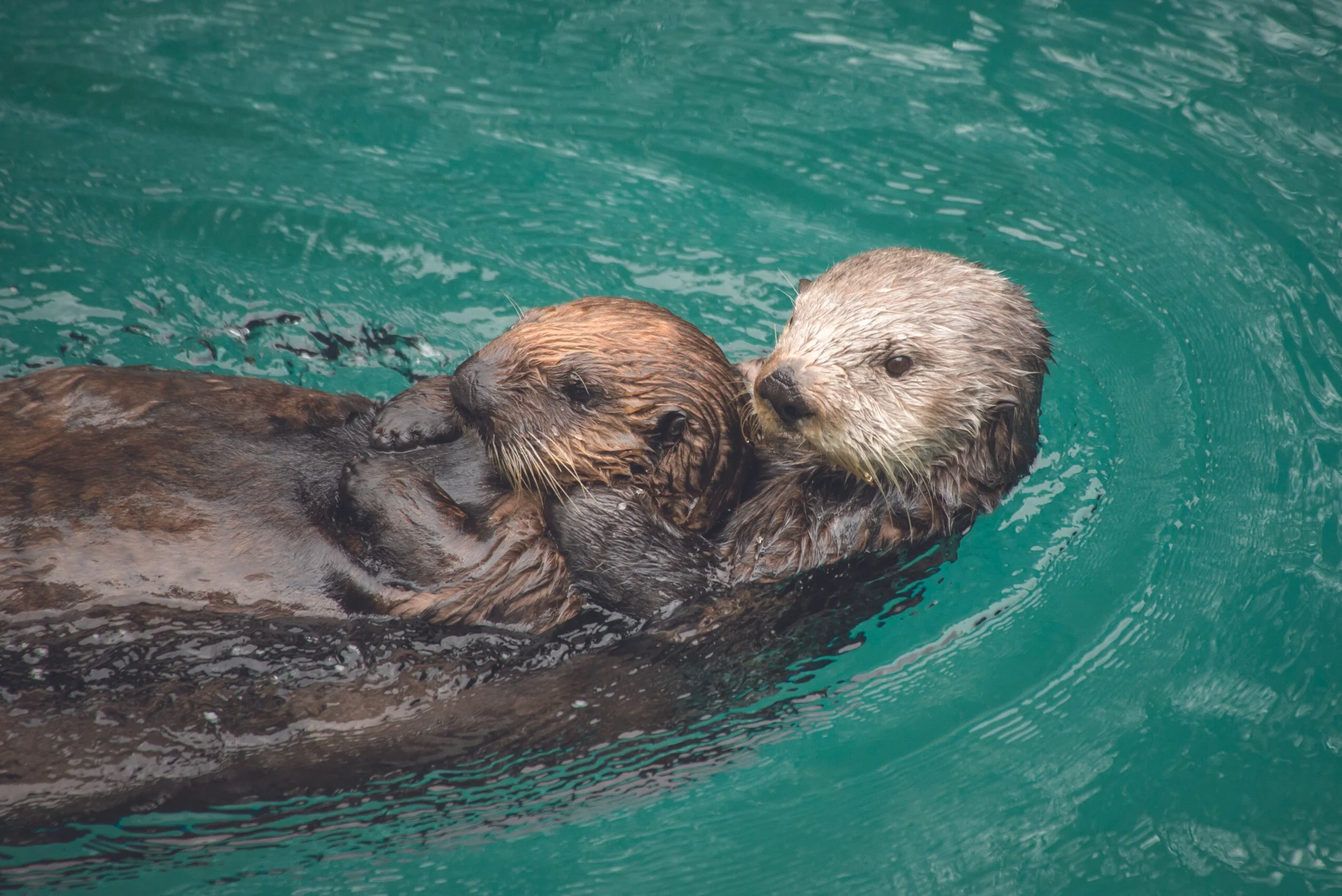  Two otters snuggle together at the Oregon Zoo. 