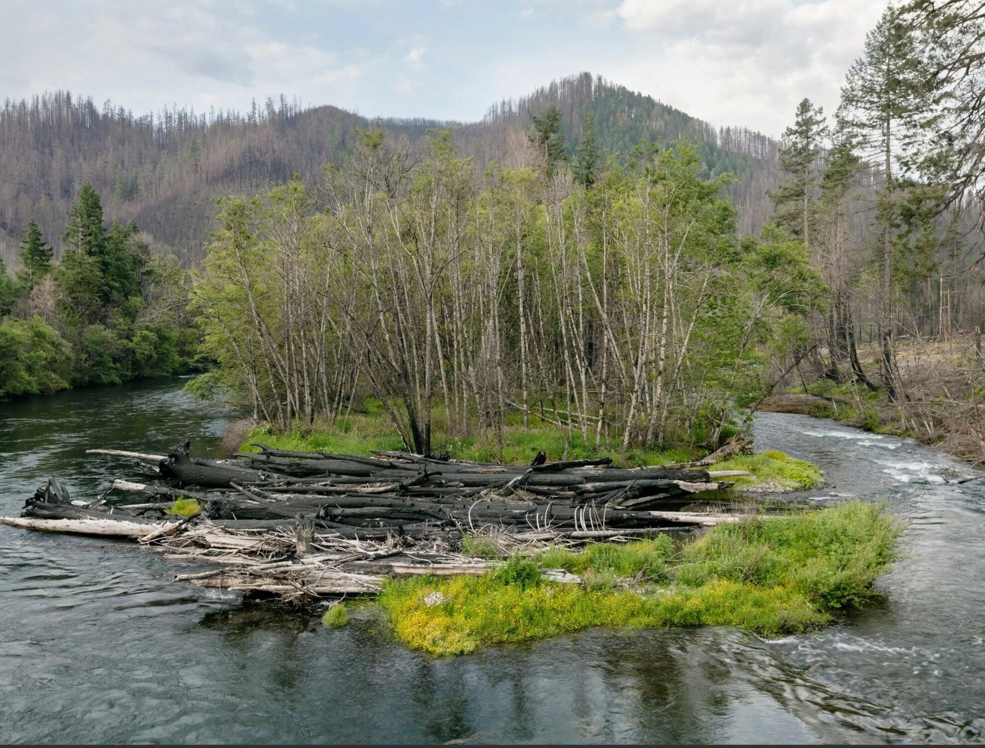  A “Following Fire” exhibit photo of the same river scene with fresh green regrowth among the charred logs 