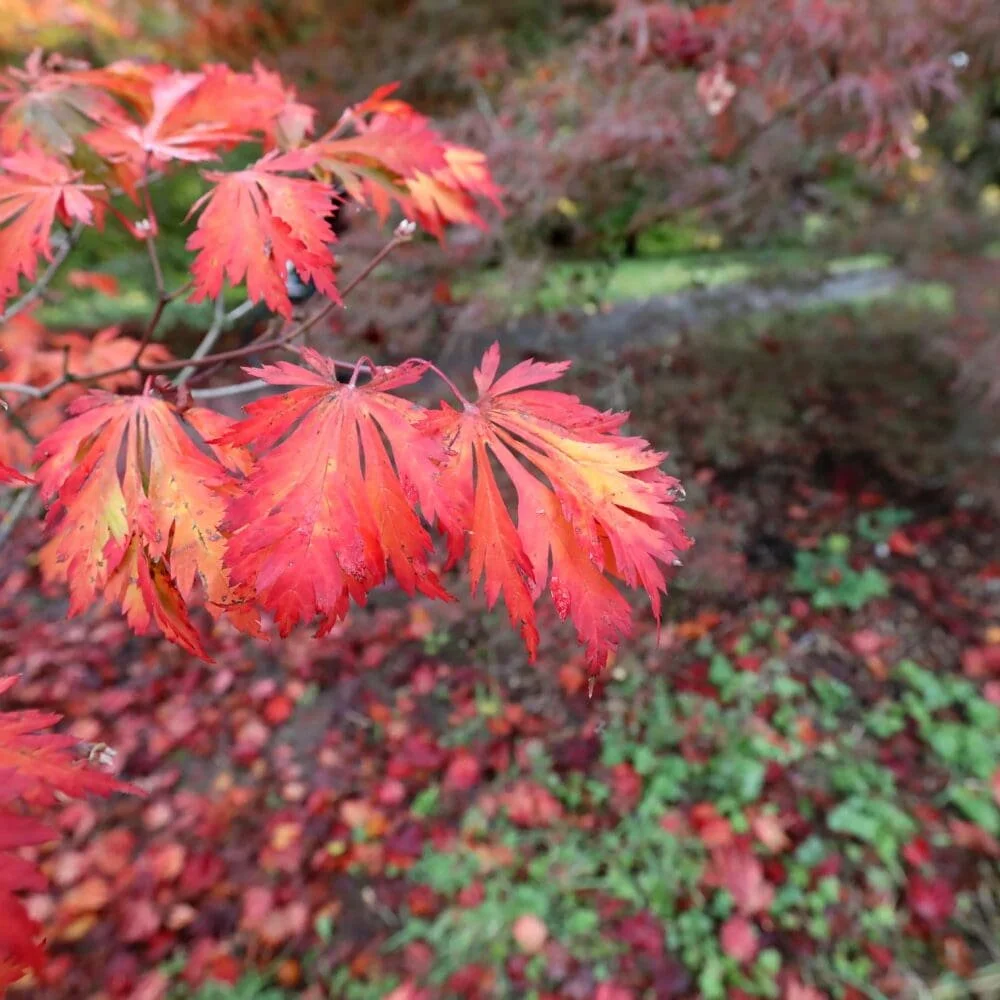  Fiery red and orange fall color along the Maple Trail at Hoyt Arboretum. 