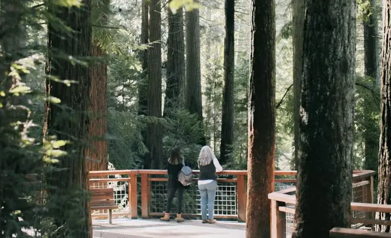  A wooden viewing deck set among towering redwoods in Hoyt Arboretum. 