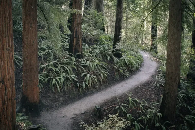  A path winding beneath tall redwoods on the Redwood Trail in Hoyt Arboretum. 