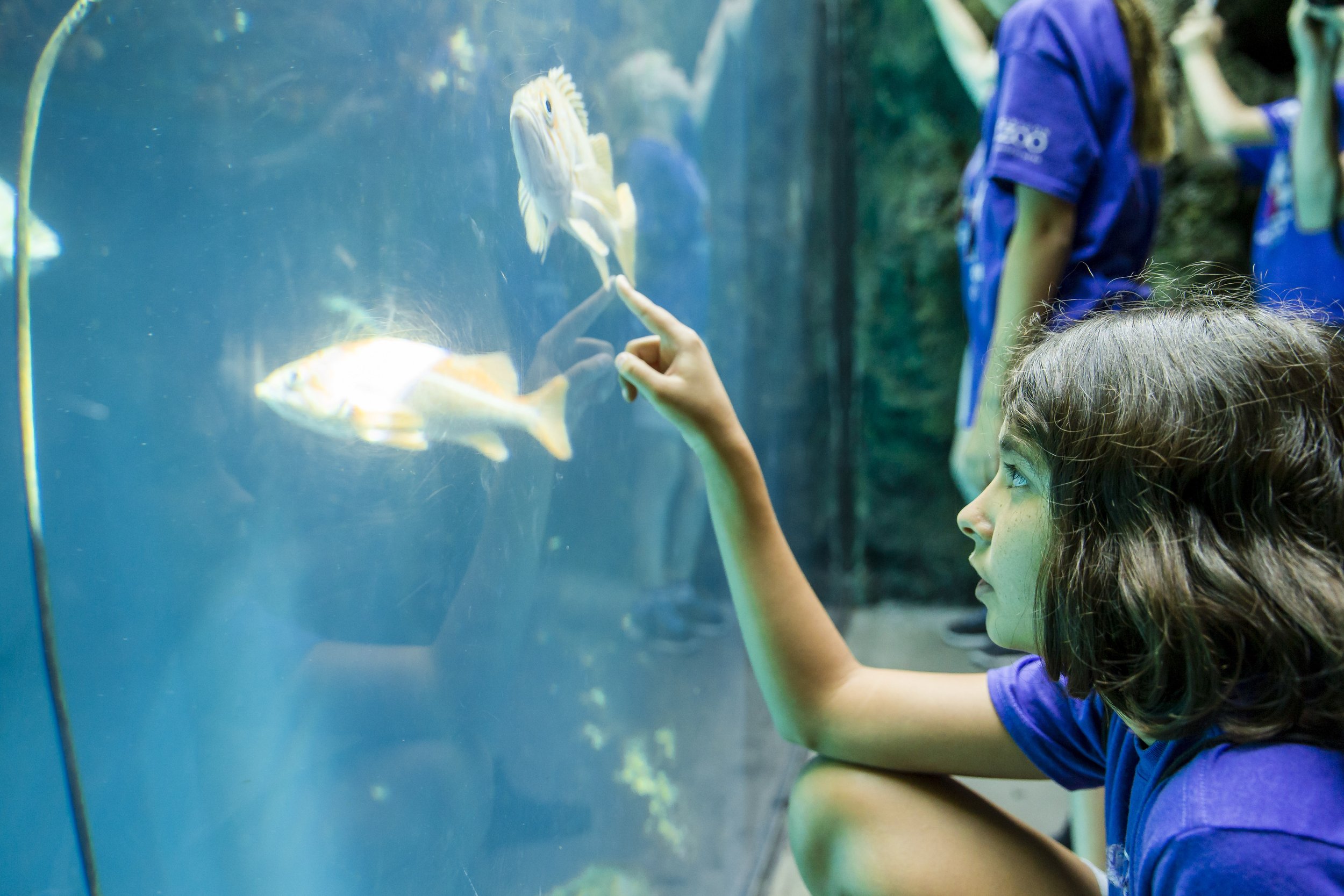 Half-Day Zoo Escape