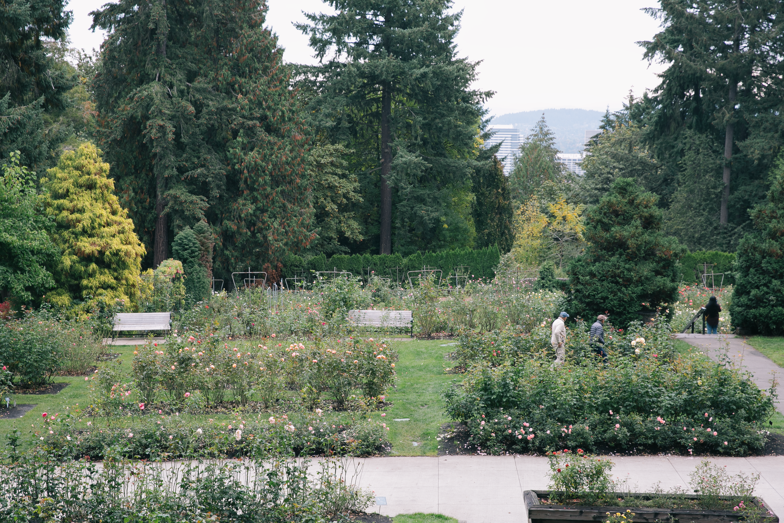 International Rose Test Garden Promenade