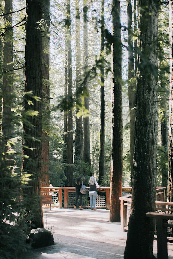 Redwood Deck