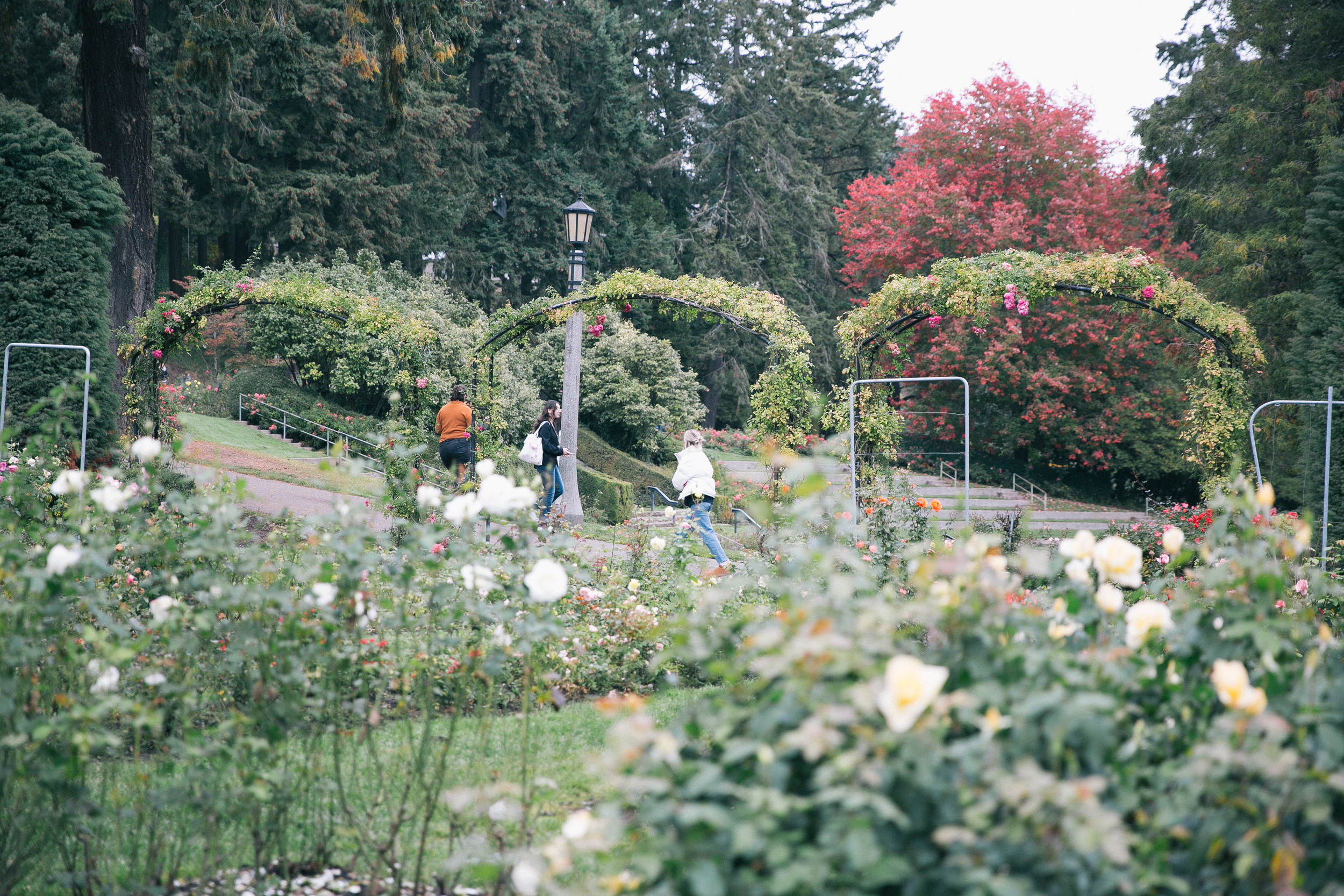 IRTG_Fall_Roses + Visitors F.png