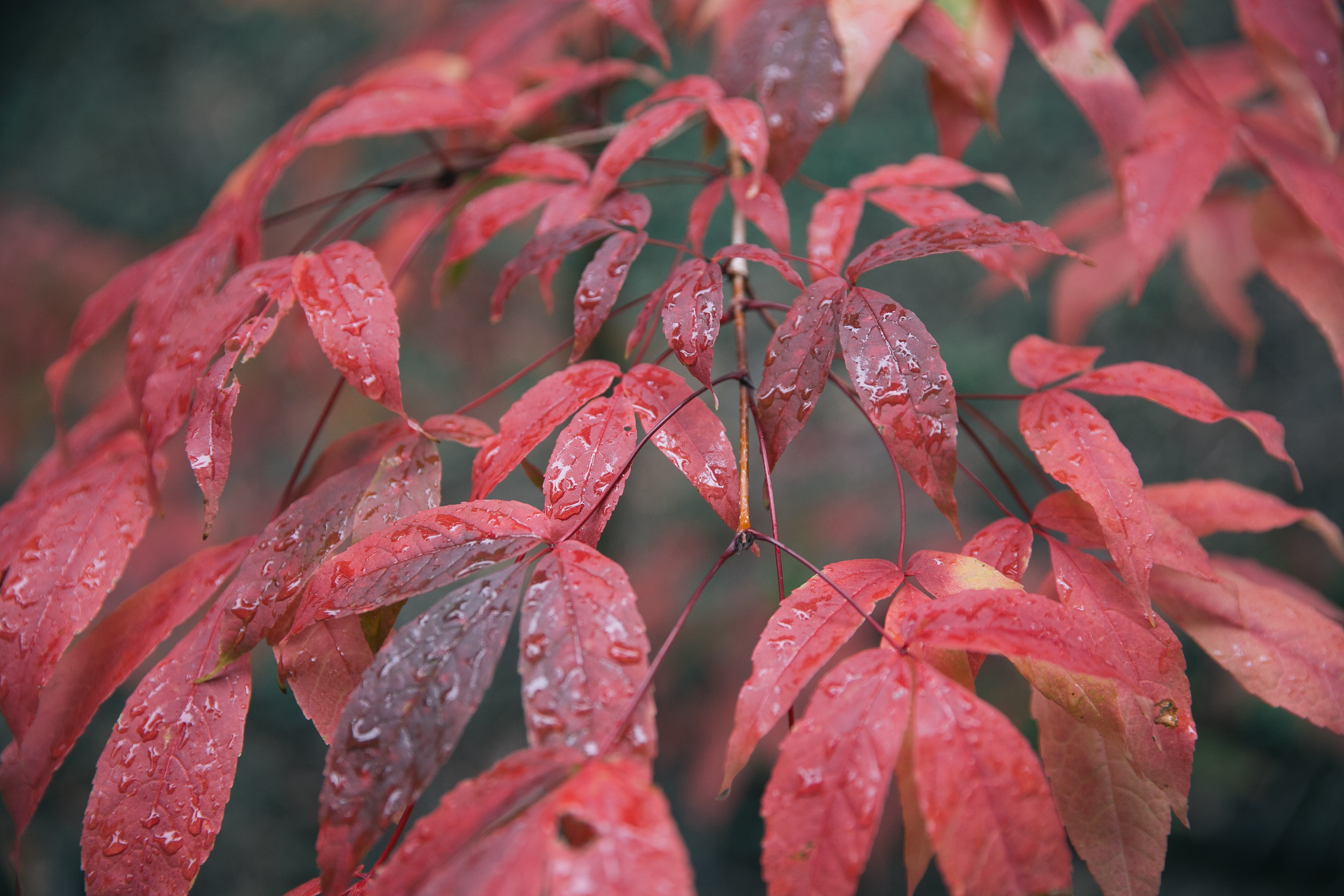 Fall_Cloud Forest_Leaves.png