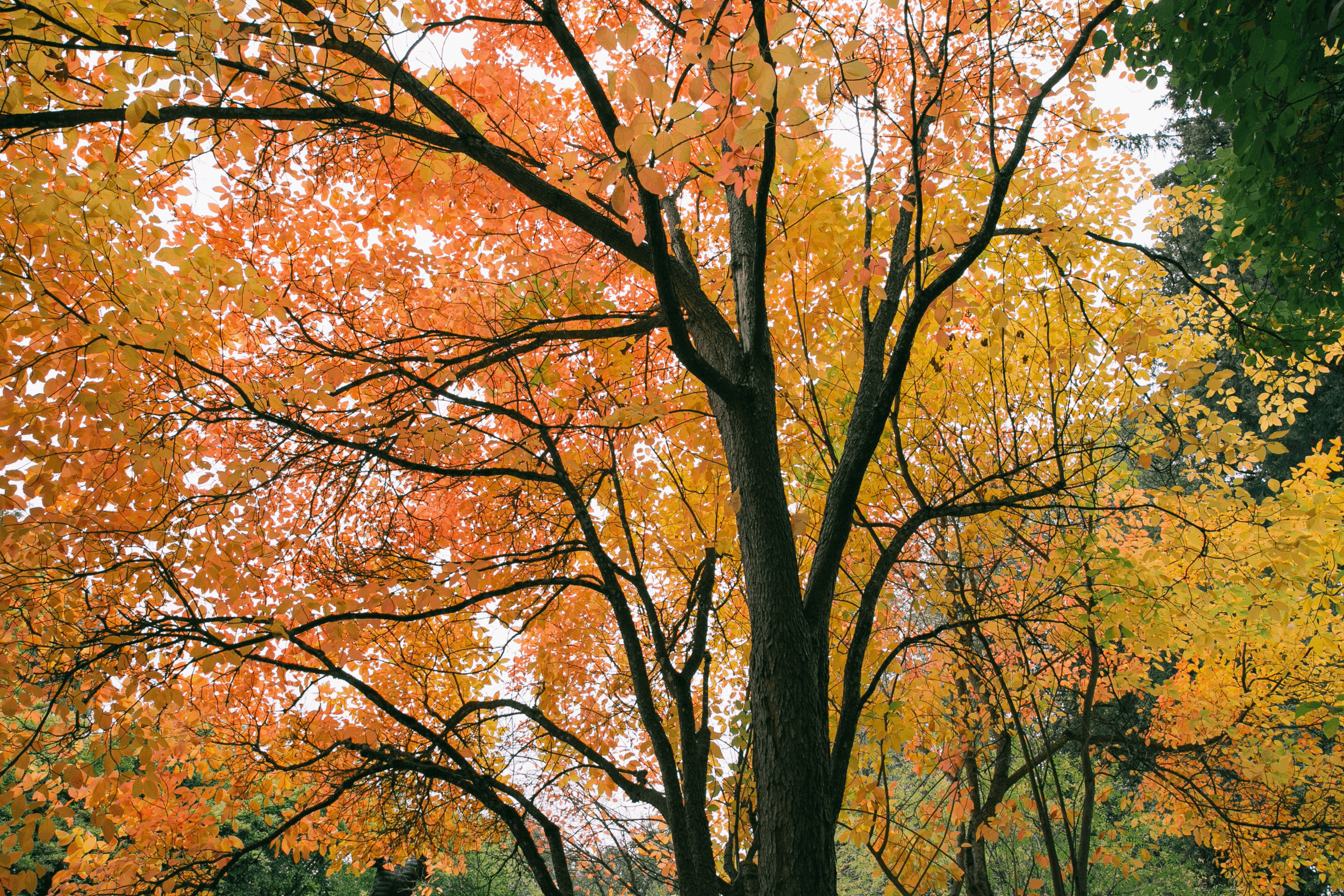 A tree glowing with bright orange autumn leaves in Hoyt Arboretum.