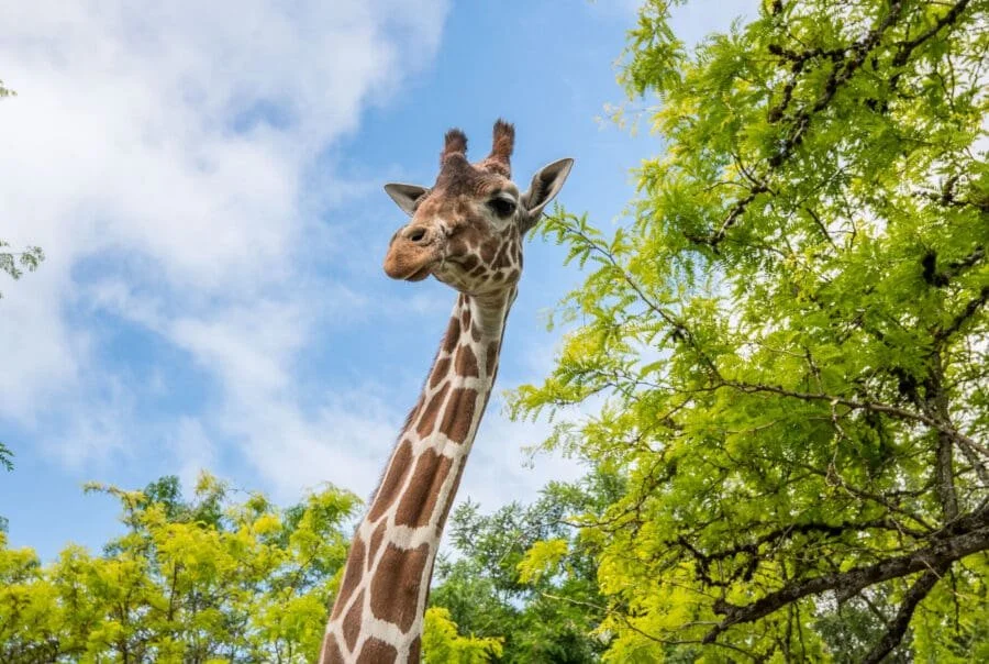 A giraffe at the Oregon Zoo looking up against a bright blue sky