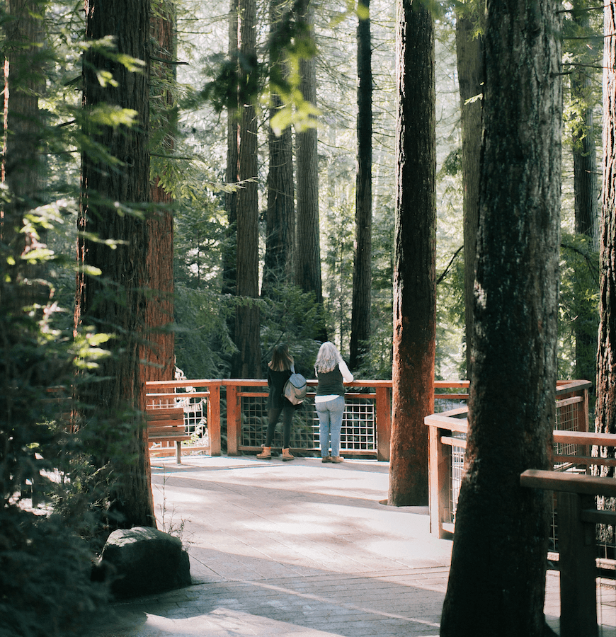 A visitor stands on the Redwood Deck at Hoyt Arboretum, surrounded by towering redwood trees