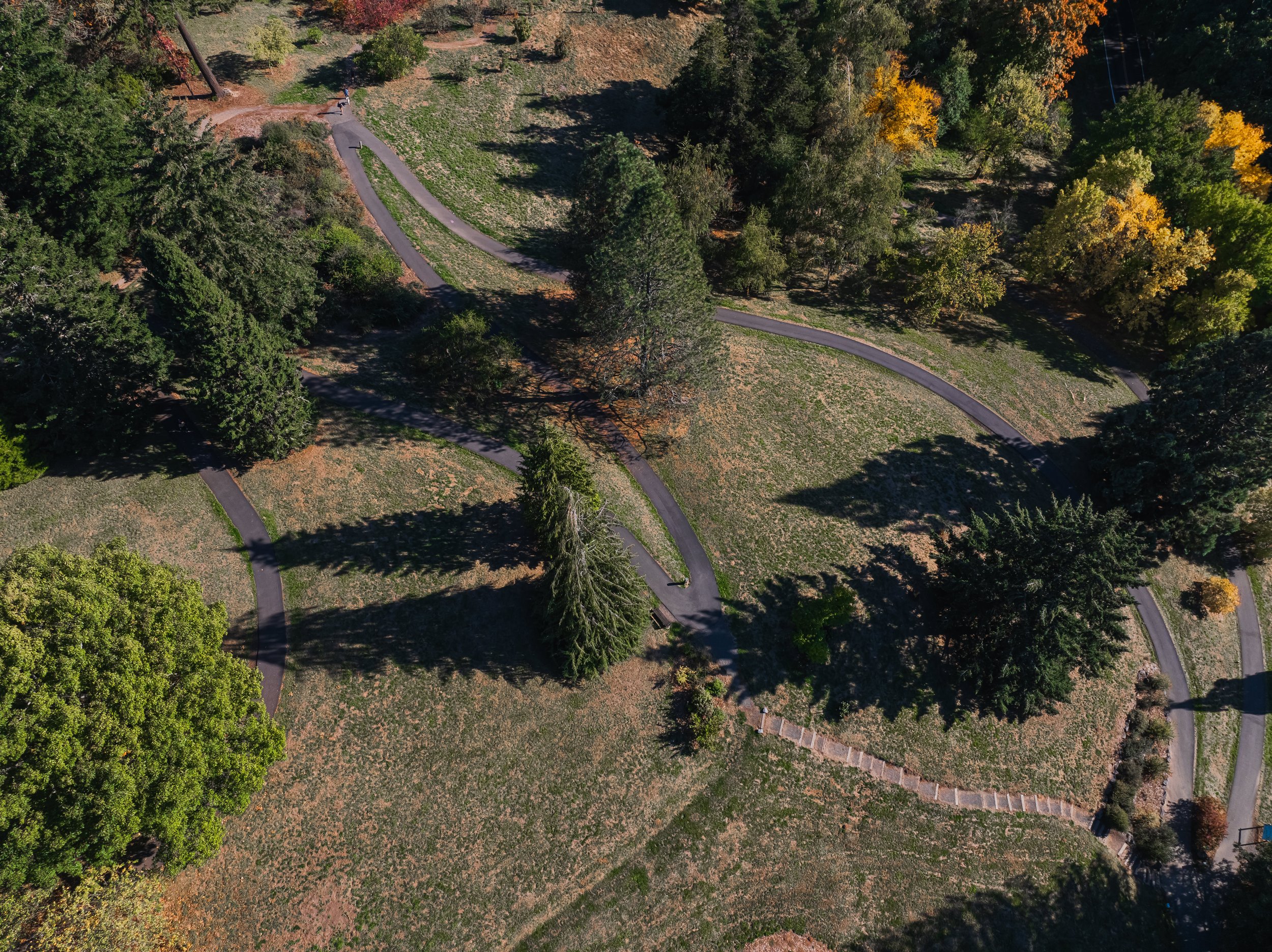 Aerial view of paved pathways winding through trees and lawns in Washington Park.