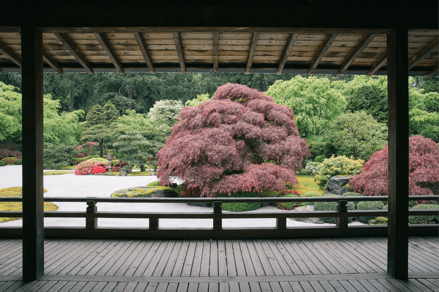 A view from the Portland Japanese Garden pavilion of a red Japanese maple and the raked sand garden beyond the wooden veranda.