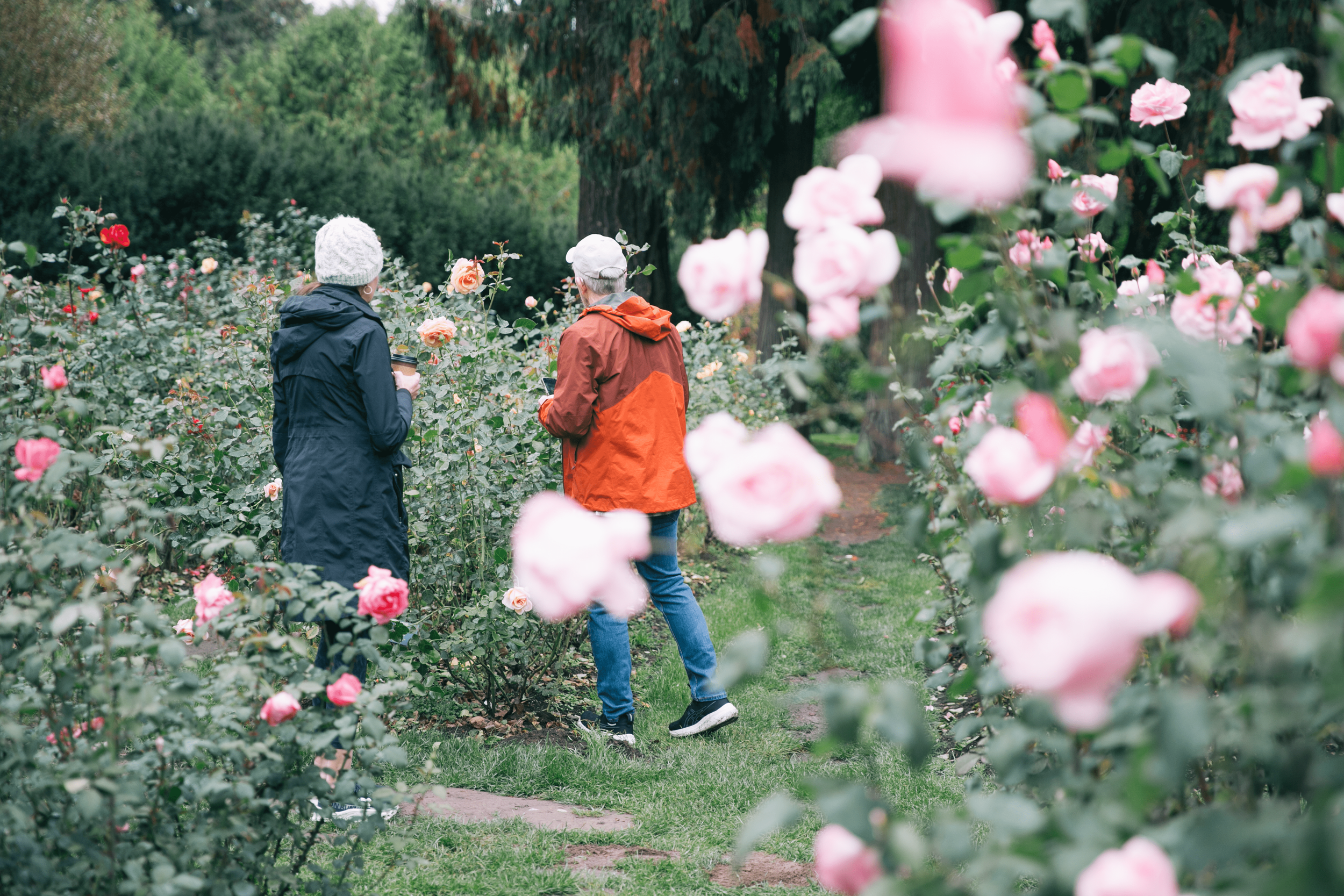 Two visitors strolling among blooming pink roses at the International Rose Test Garden