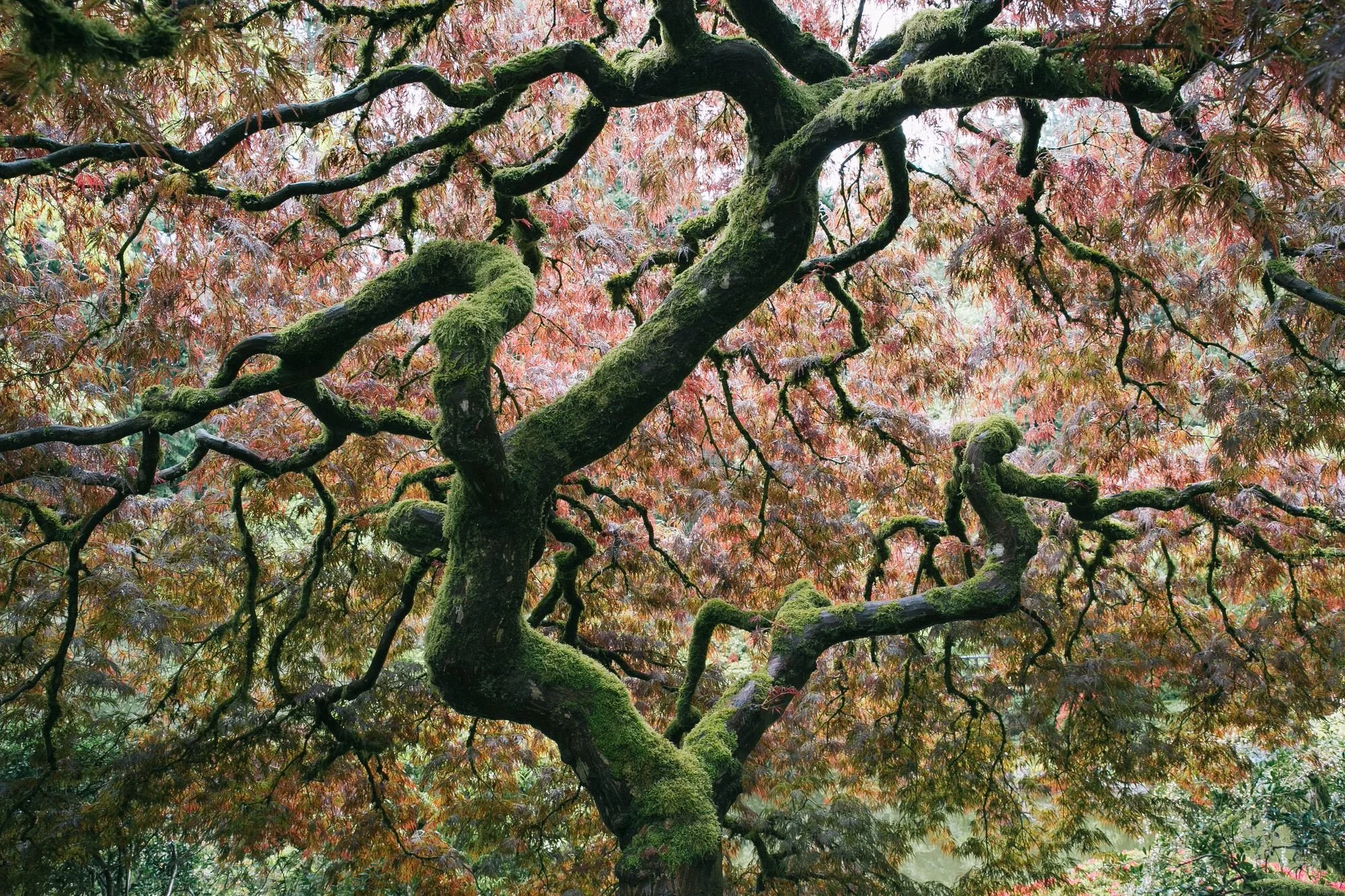 A Japanese maple in spring at the Portland Japanese Garden, next to the Garden’s history.