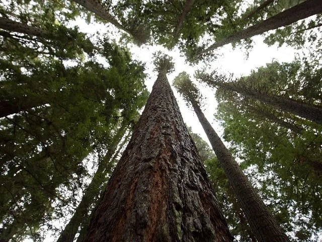 Looking up through the towering redwood tree canopy at Hoyt Arboretum's Redwood Grove in Washington Park