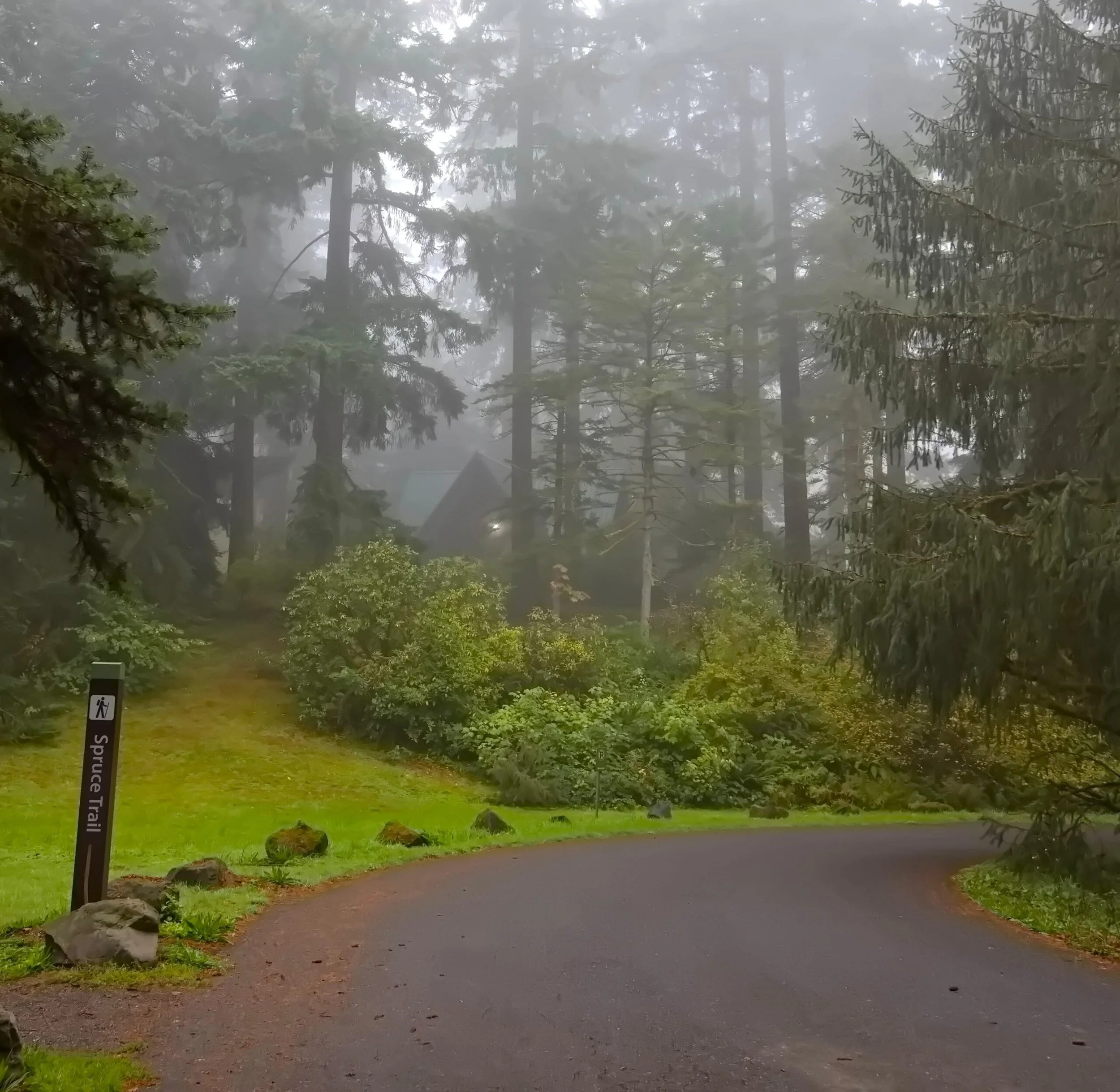 A misty, fog-filled trail through the forests of Hoyt Arboretum with a Spruce Trail sign visible in the foreground
