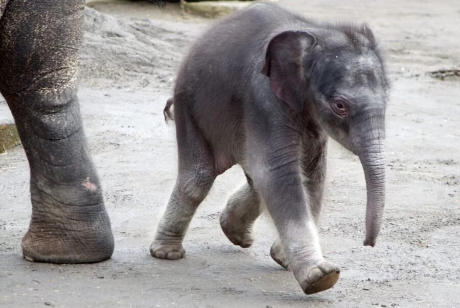 Tula-Tu, the Oregon Zoo's baby elephant, up close at the zoo