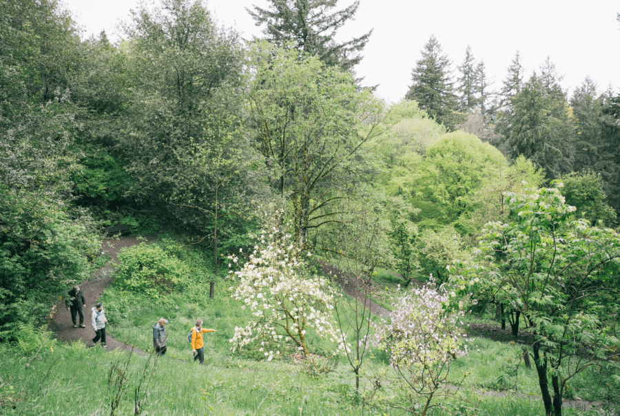 Visitors strolling along the Magnolia Trail at Hoyt Arboretum with spring blooms overhead