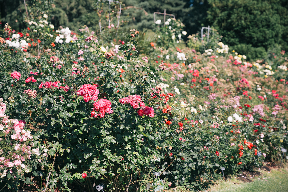 A vibrant summer display of red, pink, and white roses in bloom at the International Rose Test Garden
