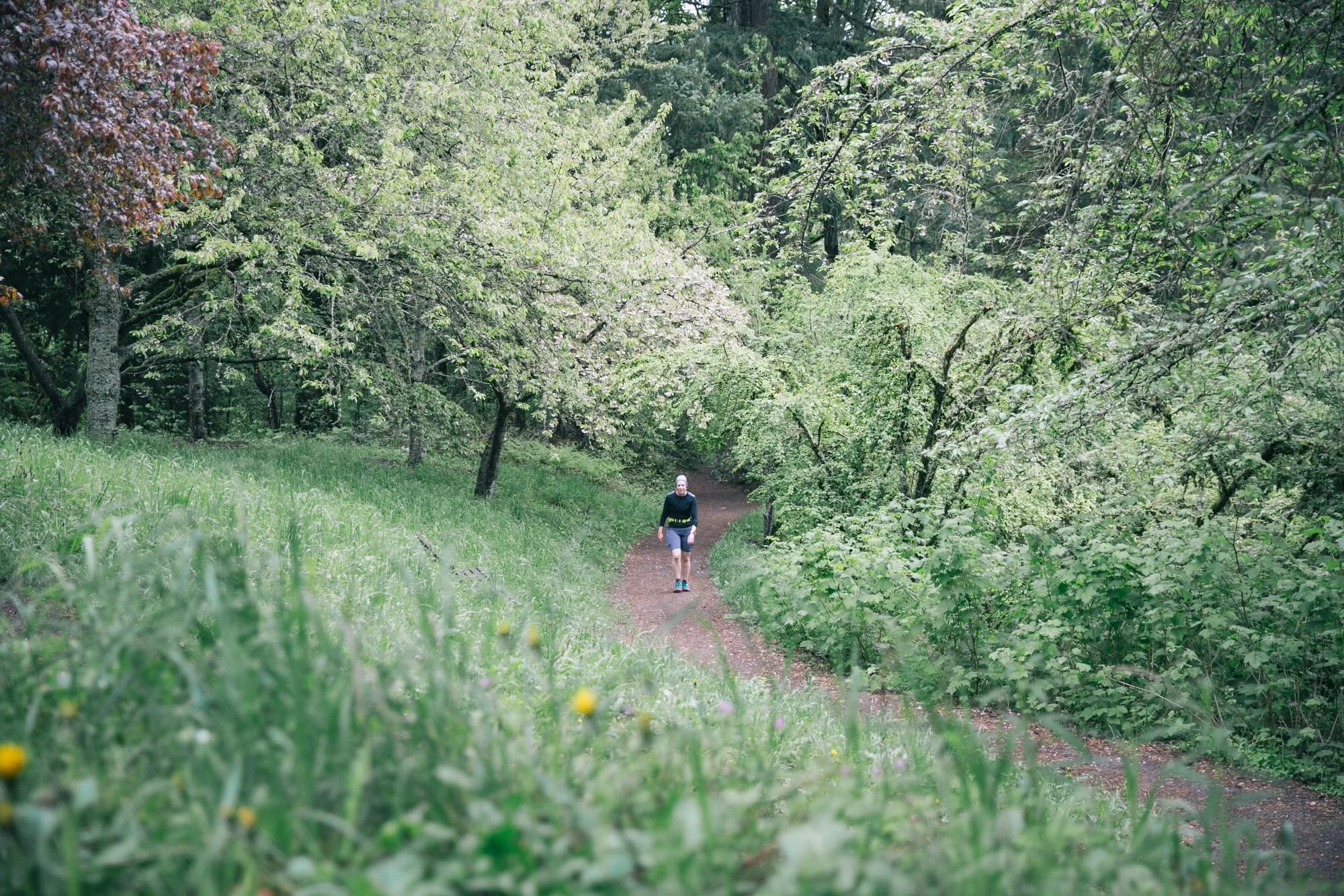 A runner on a flowering spring trail in Hoyt Arboretum, next to common questions about biking and walking in the Park.