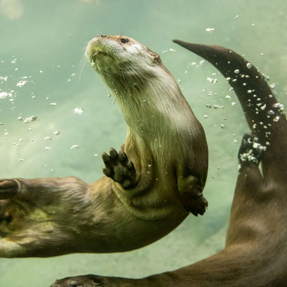 A river otter swimming underwater at the Oregon Zoo, looking upward with bubbles rising around it