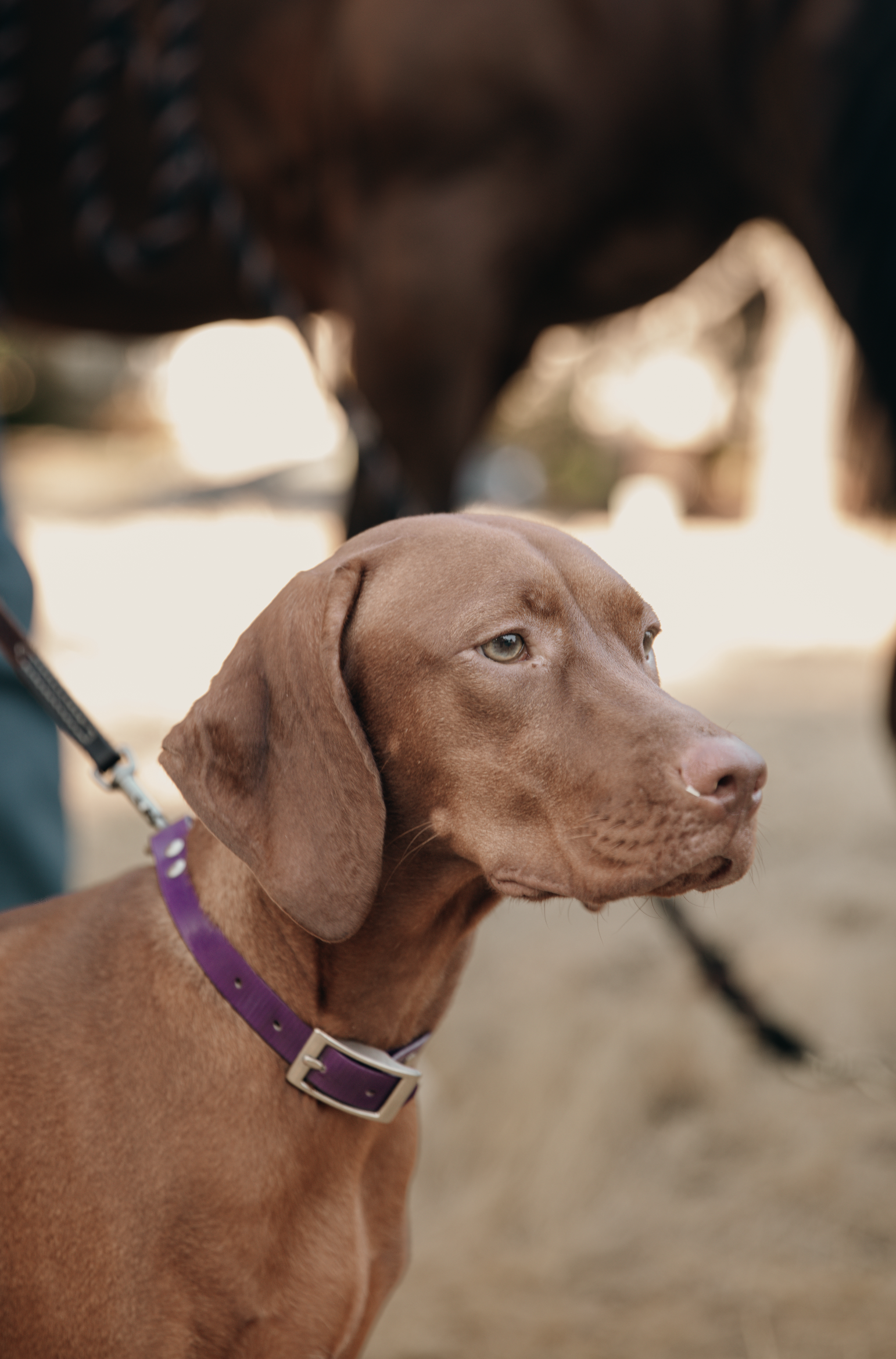 A brown puppy with a purple collar looking to the right, blurred background with a person wearing a plaid shirt and a horse.