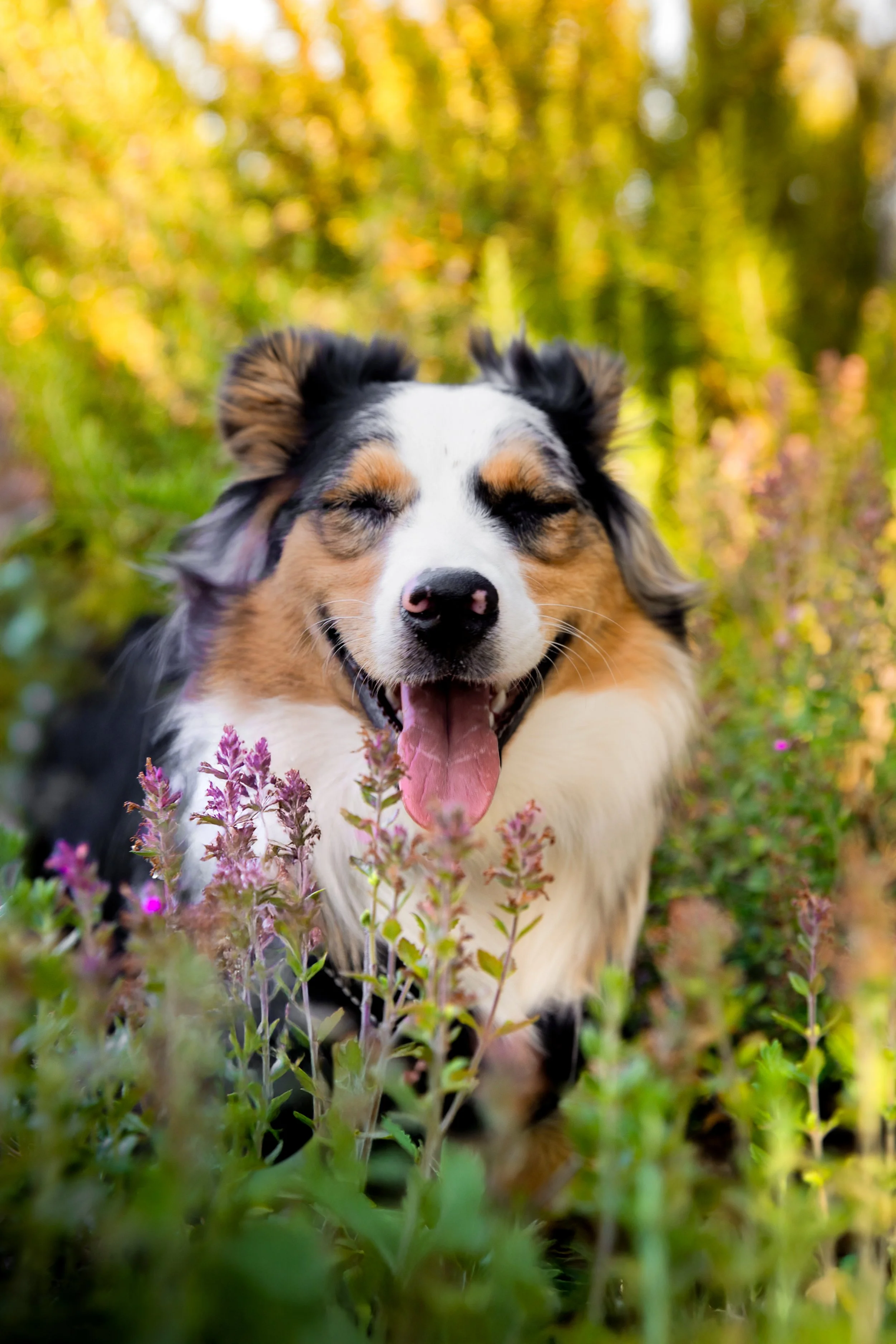 Happy Australian Shepherd puppy with closed eyes, sticking out tongue, walking through a colorful flower field with tall greenery and trees in the background.