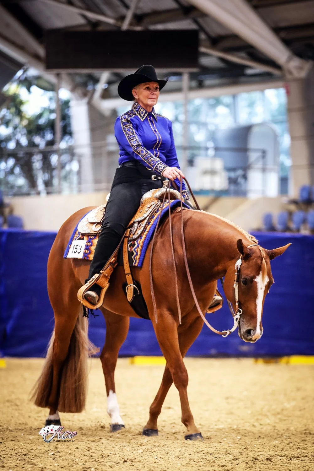 A woman dressed in a vibrant blue western shirt with ornate embroidery, a black cowboy hat, black chaps, and boots, riding a chestnut quarter horse with a white blaze on its face inside an indoor arena showing in western pleasure jog gait.