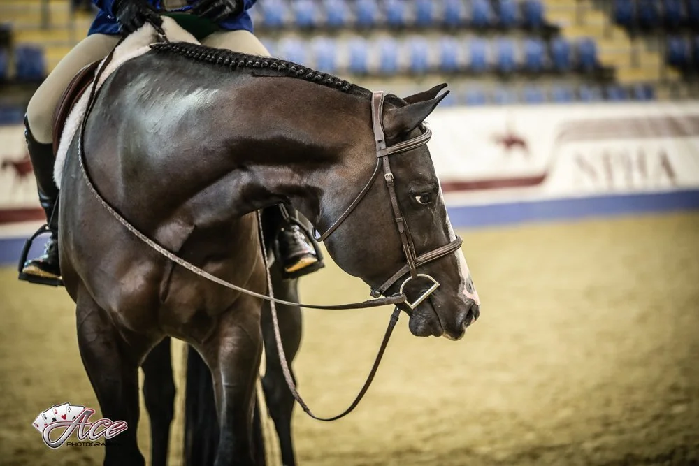 A close-up of a dark brown quarter horse with a shiny coat, wearing a bridle and saddle, standing on an indoor arena showing in hunter under saddle classes.