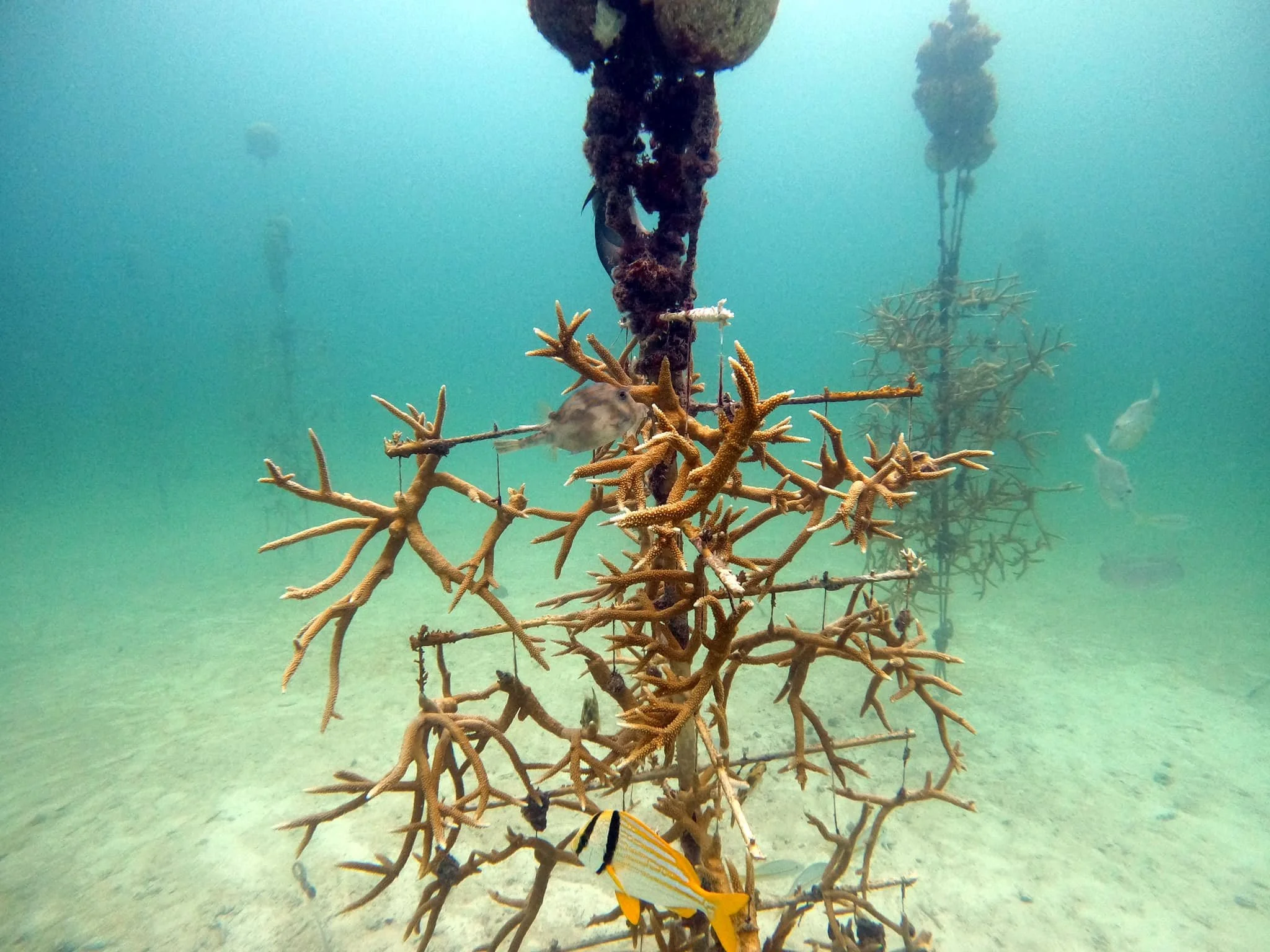 GA Aquarium Field Program | Reef Renewal USA 