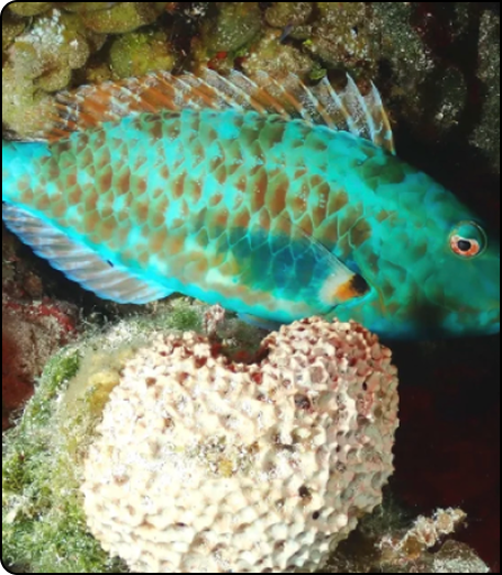 Vibrant turquoise and orange parrotfish swimming near a textured coral formation in a rocky underwater environment