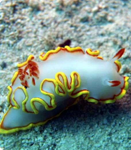 Vibrant yellow and white sea slug with intricate curled edges crawling across a textured blue-green seafloor