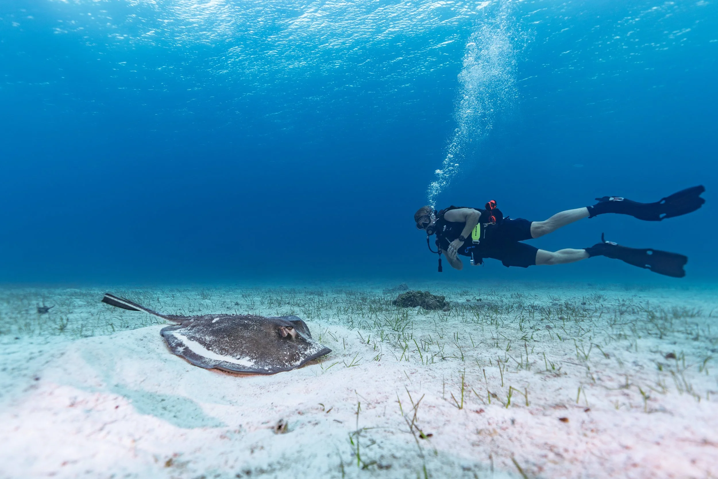 single diver underwater next to a large stingray