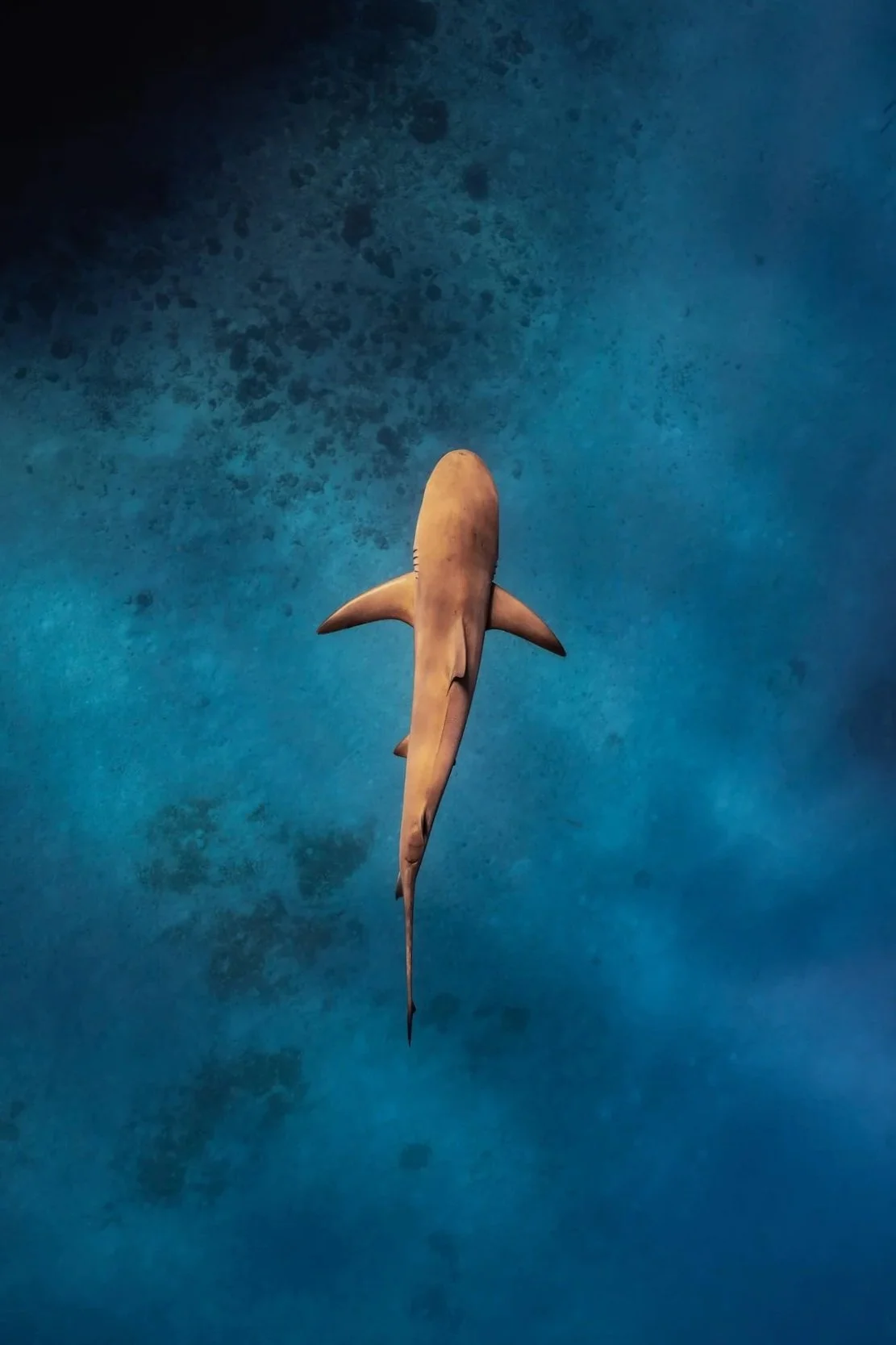 A shark swimming in the ocean.