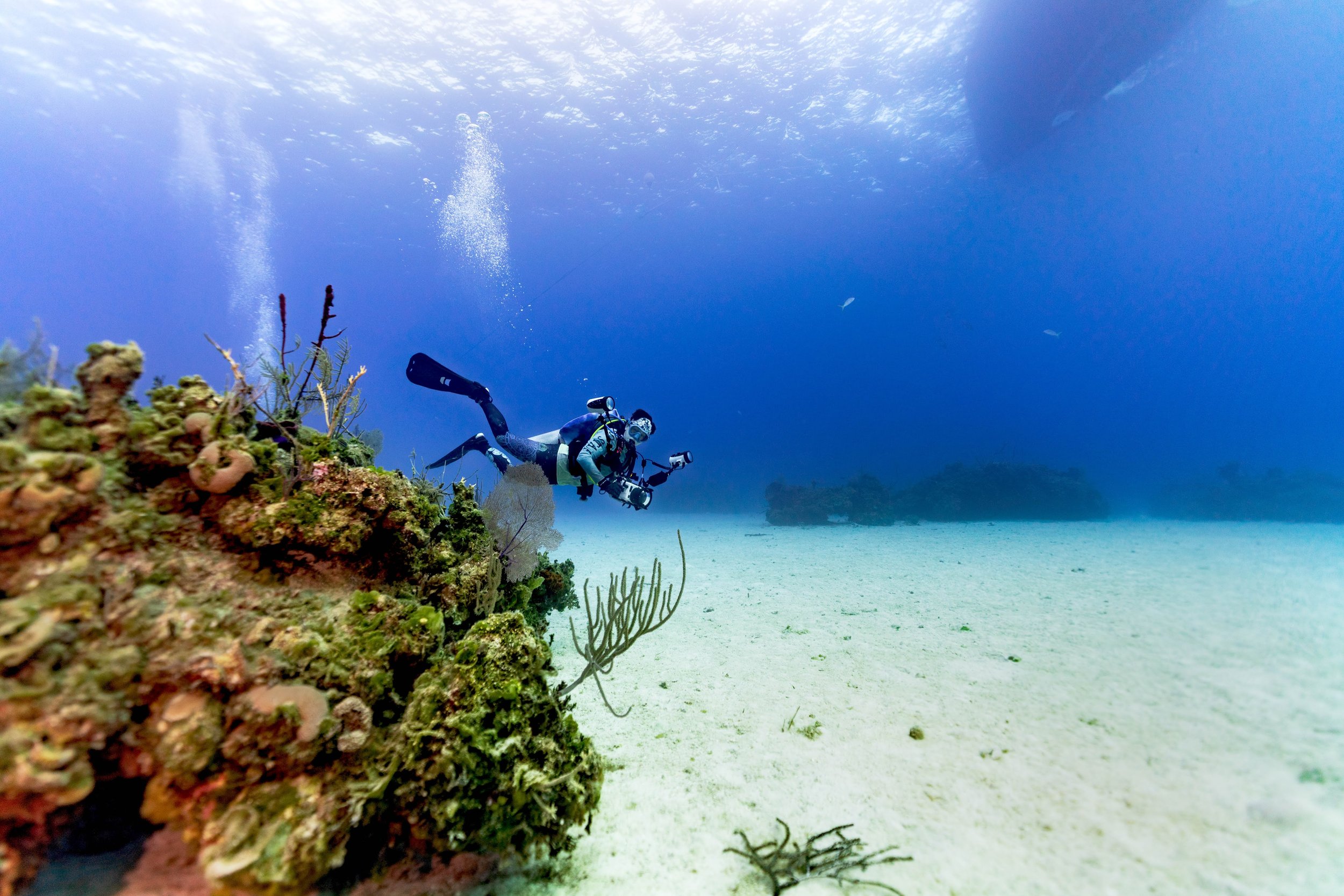 A scuba diver exploring a coral reef underwater, with clear blue water and sandy seabed.
