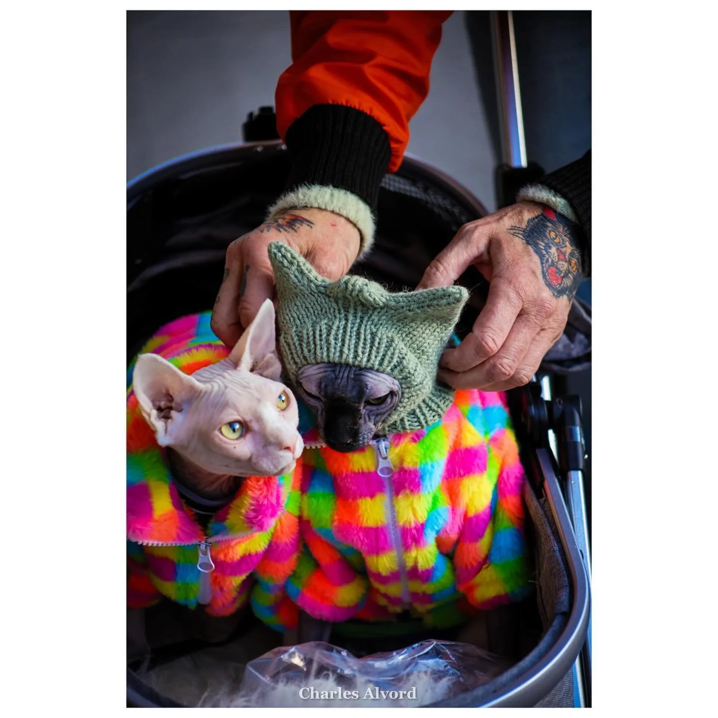 The dopest cat lady🙌
&bull;
&bull;
&bull;
#cat #cats #catsofinstagram #catphotography #photography #sphinx #photographer #photo #washington #seattle #seattlephotographer #streetphotography #tattoo #tattoos #hand #sweater #stroller #winter #rainbow #