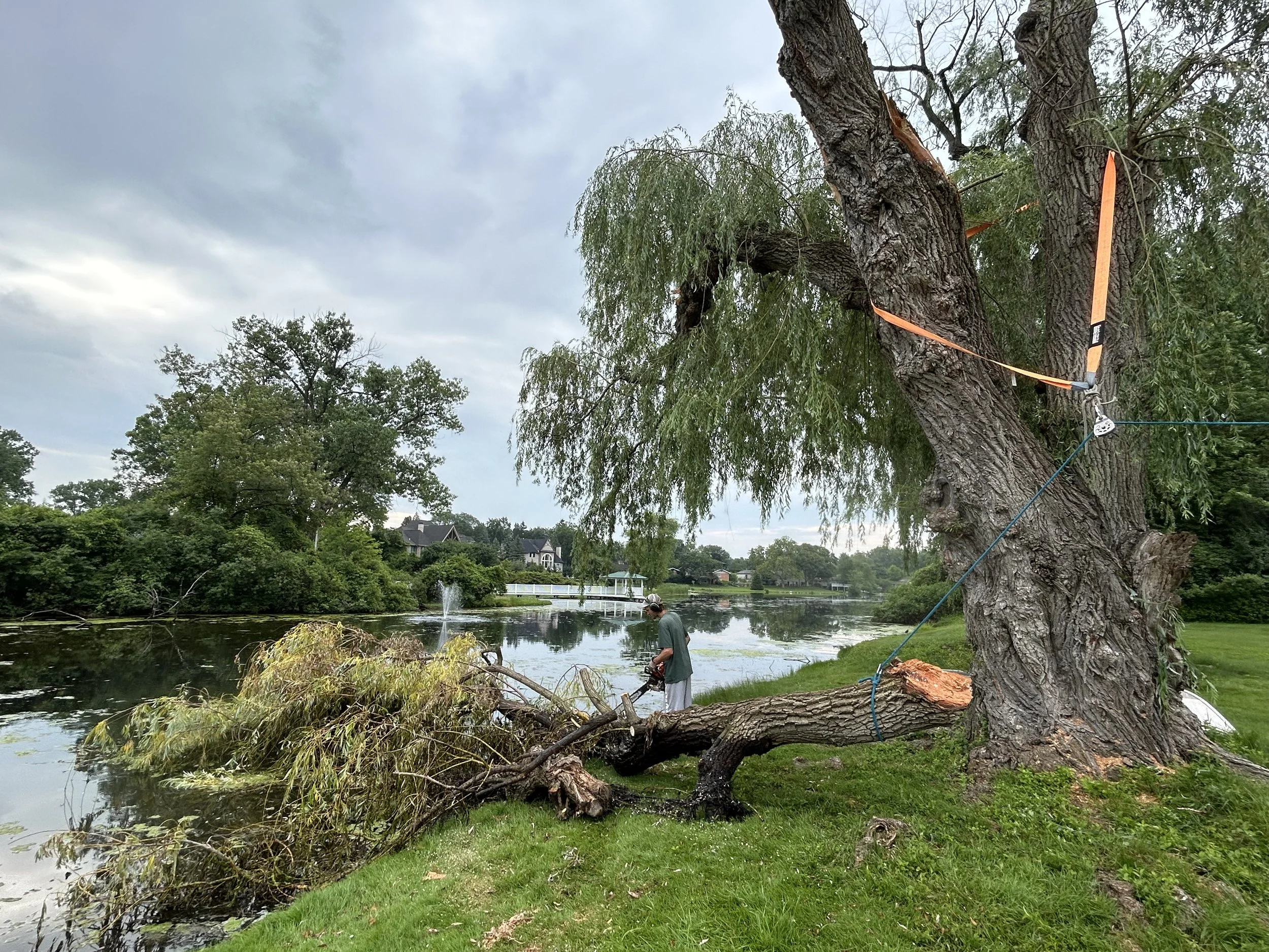 This willow tree near Duck Lake was damaged during a severe thunderstorm. Our team safely removed the damaged limbs, to make the the property safe again.
