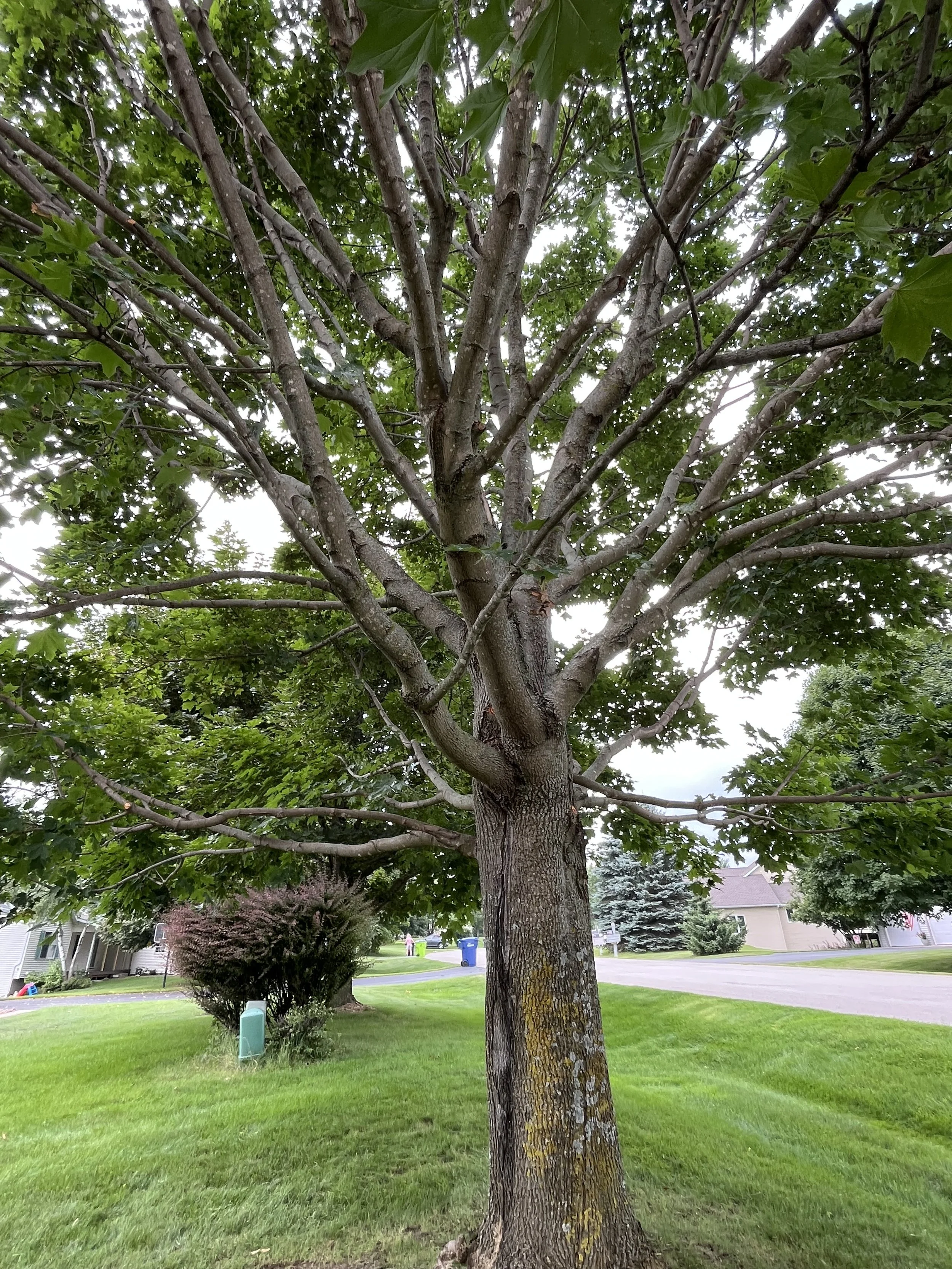 How Often Should You Trim Your Trees