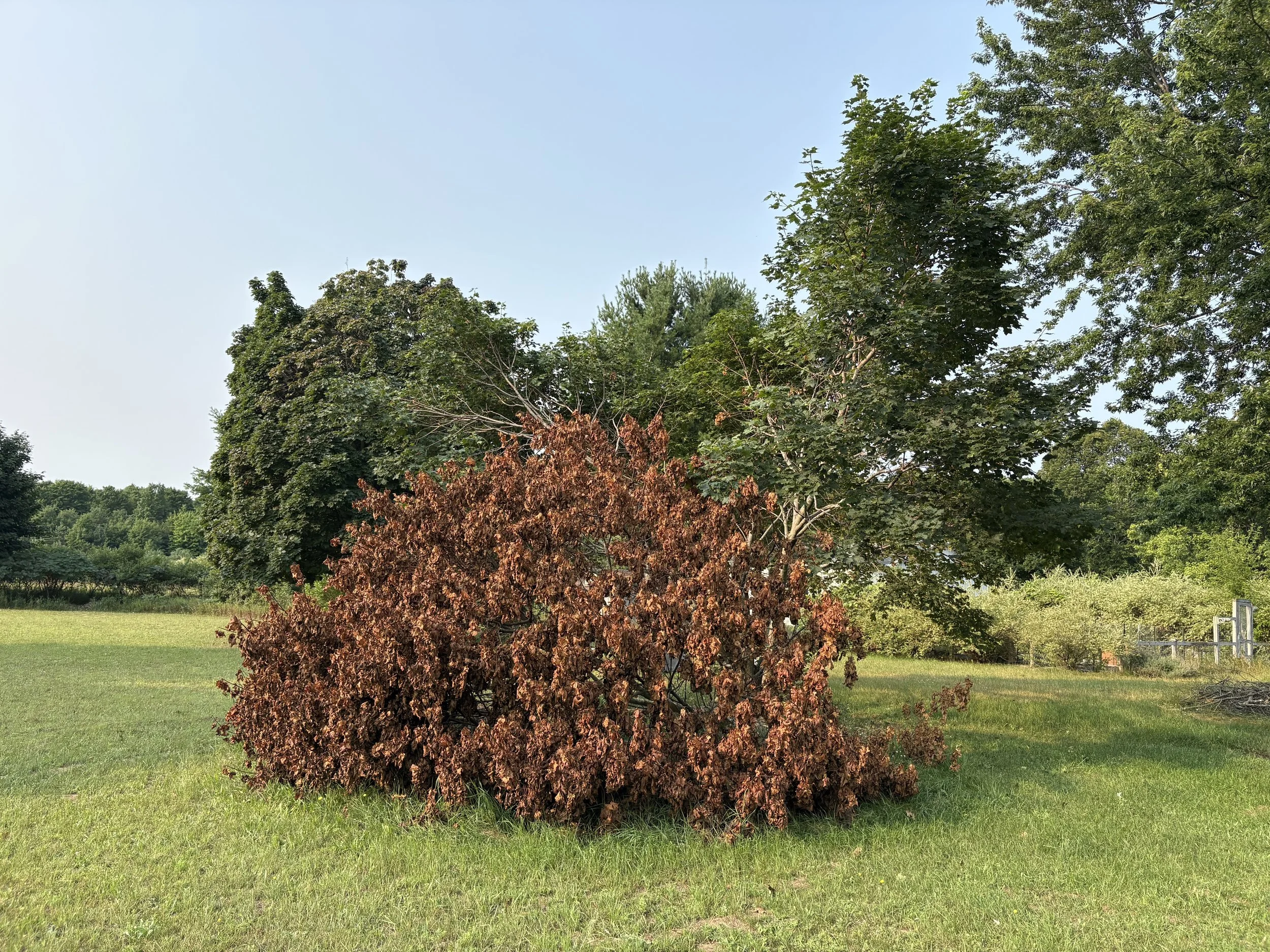 Storm-Damaged Maple Tree Removal in Interlochen, MI