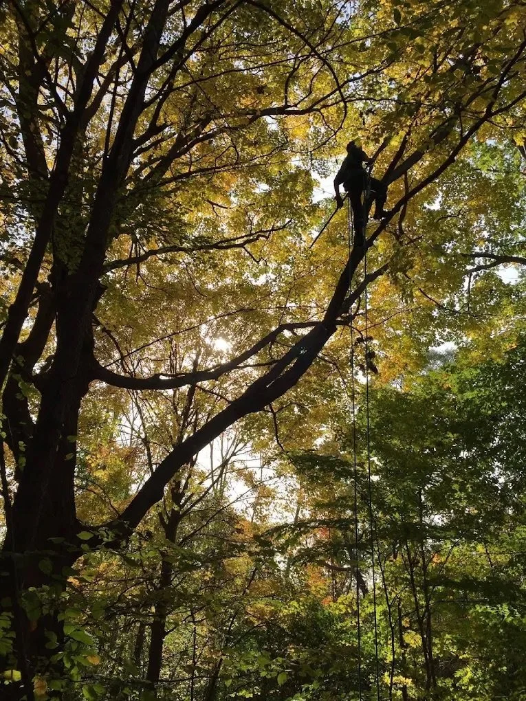 Tree Pruning a large tree