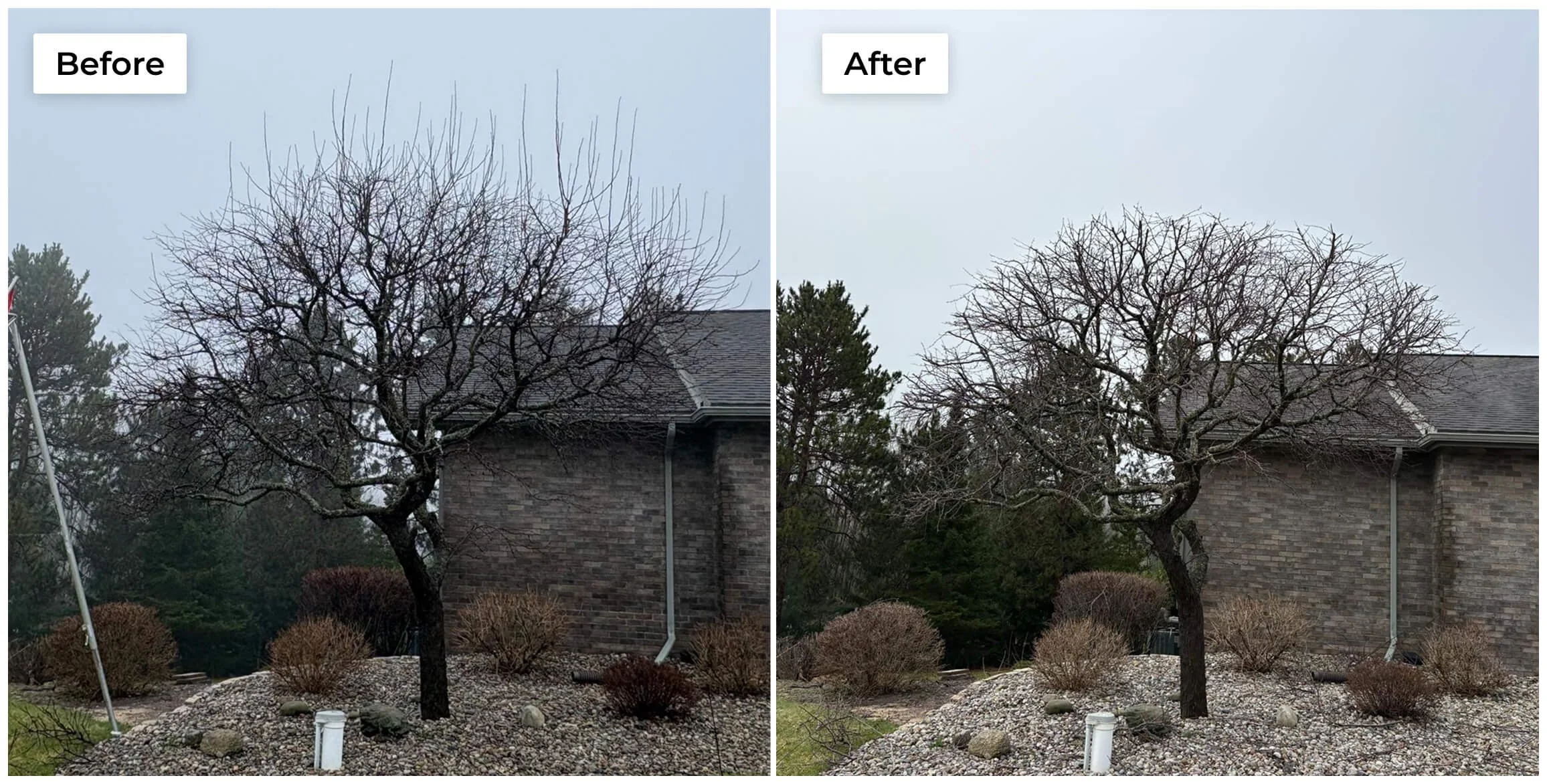 Crabapple Shaping before and after pic 2.jpg
