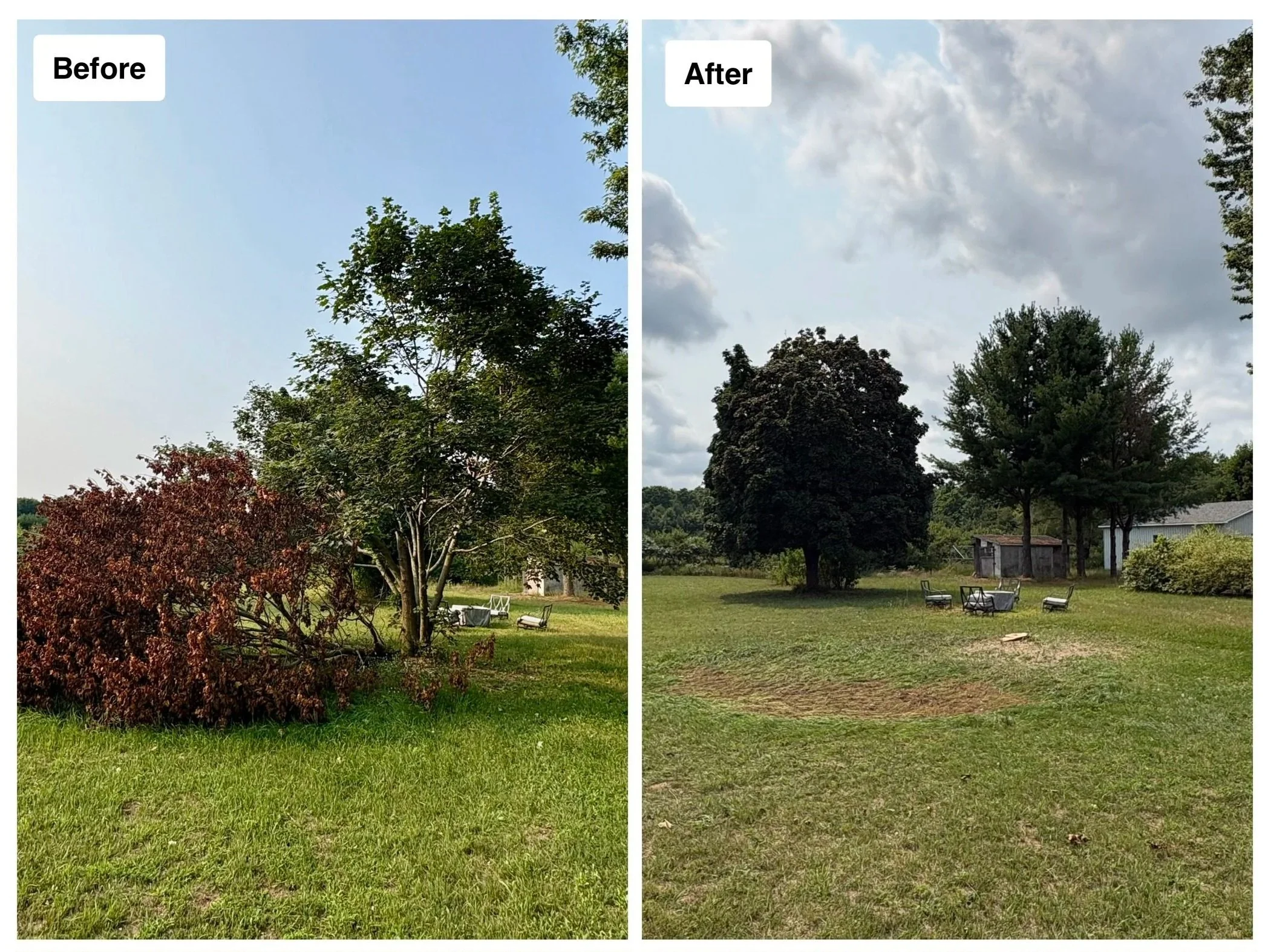 Storm-Damaged Maple Tree Removal in Interlochen, MI