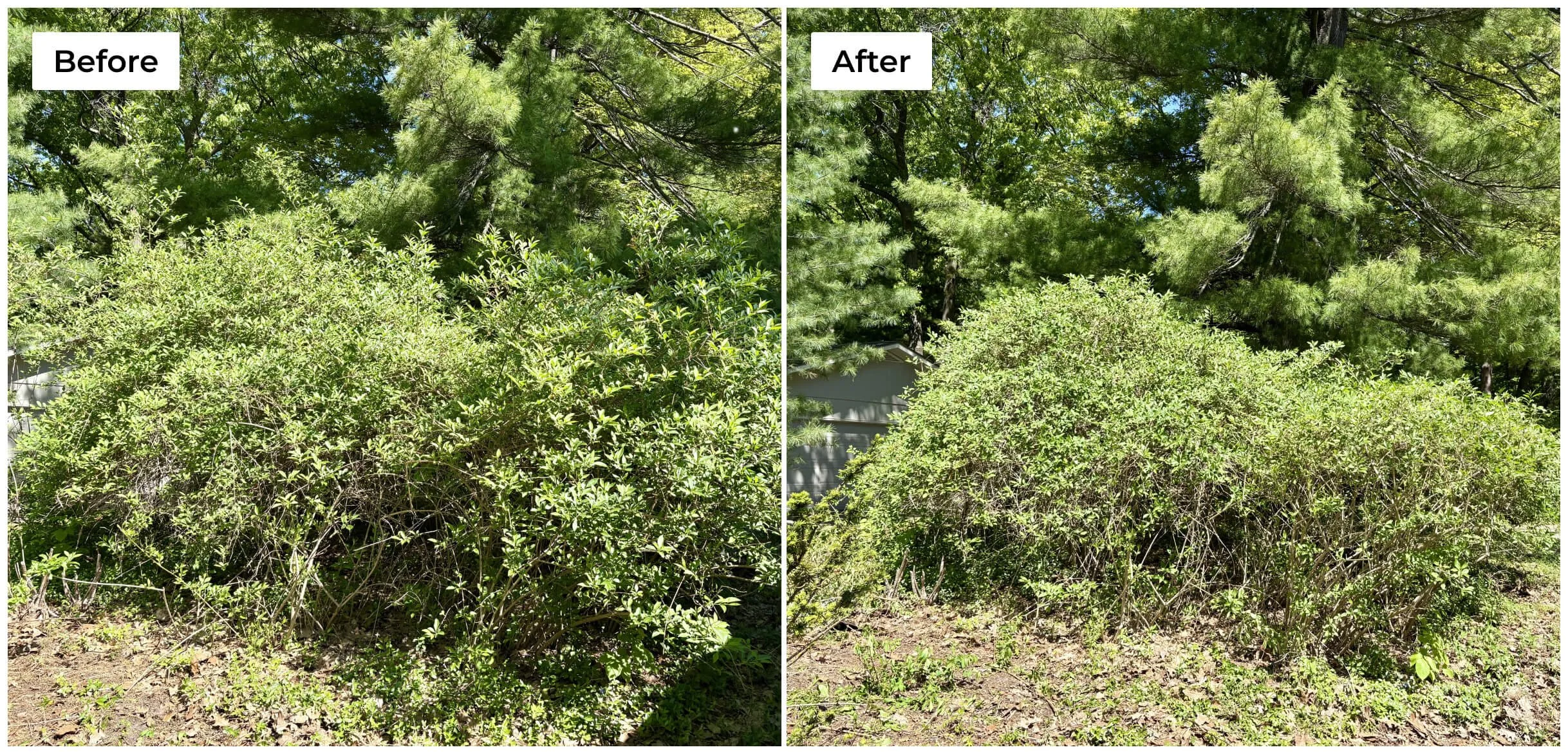 We recently naturally shaped this Forsythia on the Old Mission Peninsula.