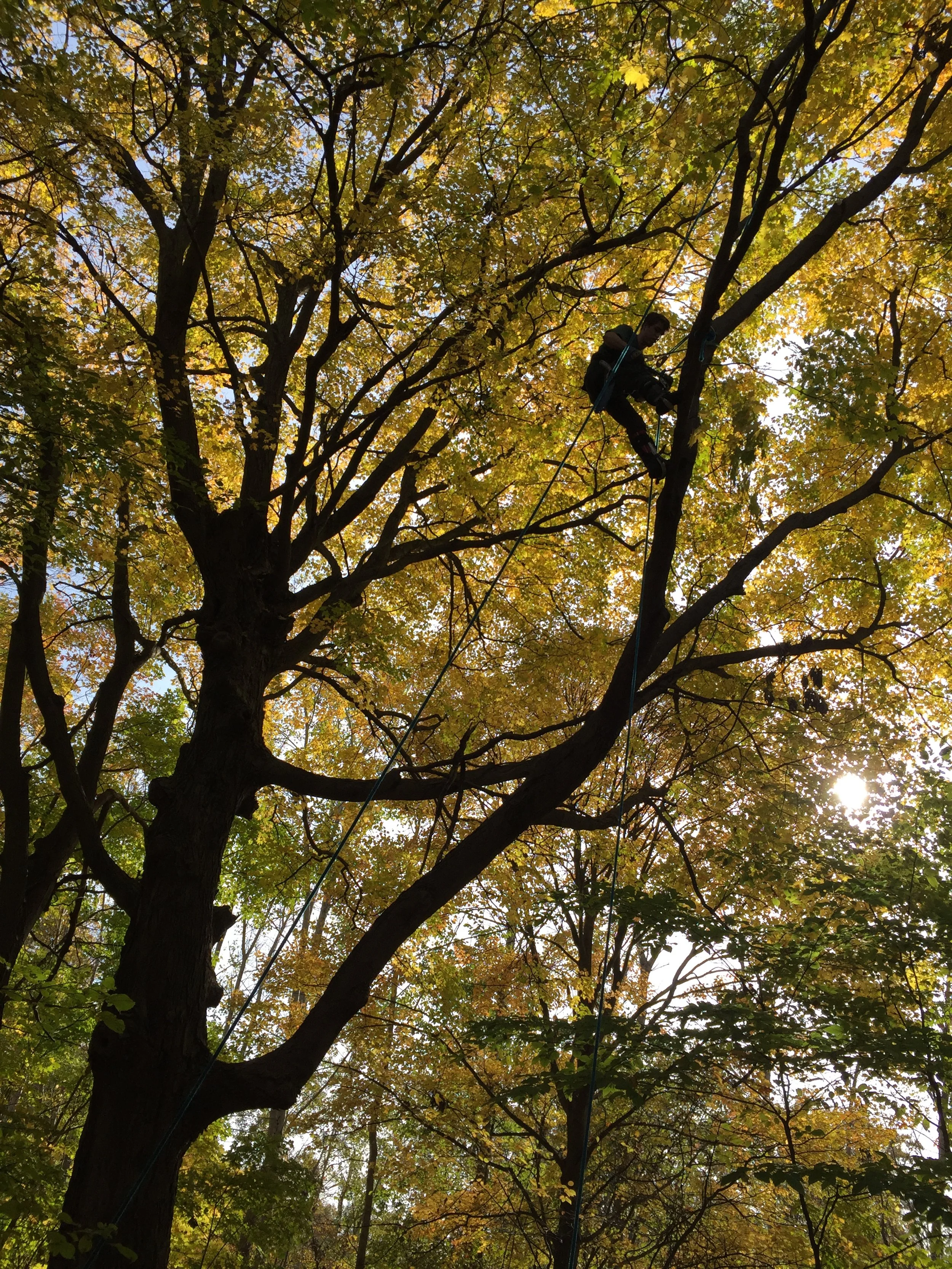 Tree Service in Traverse City Michigan.JPG