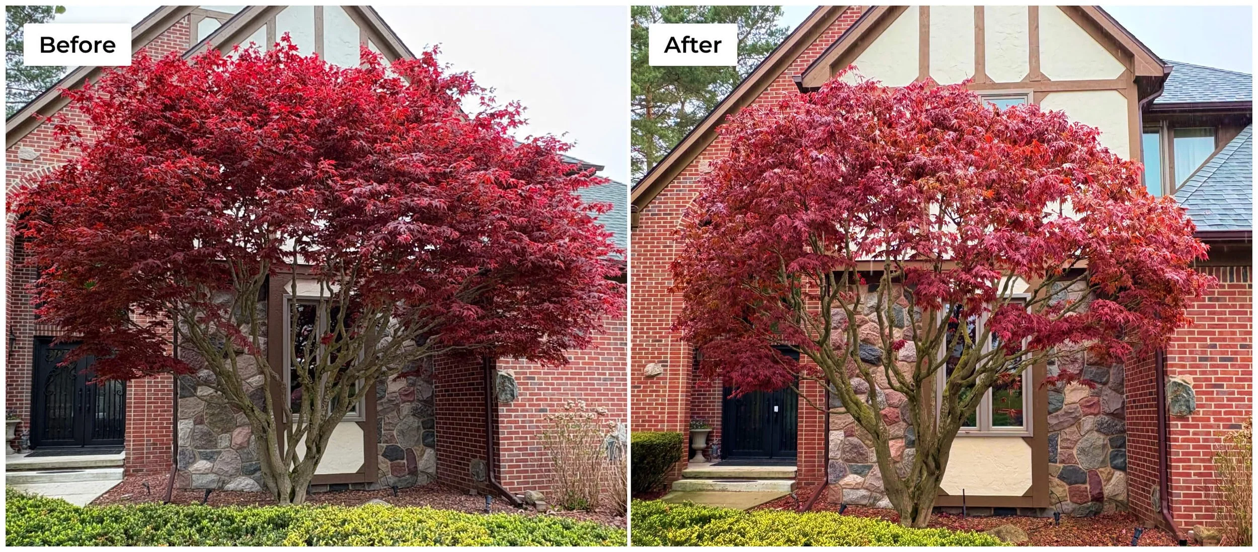 Japanese Maple Shaping before and after pic.jpg
