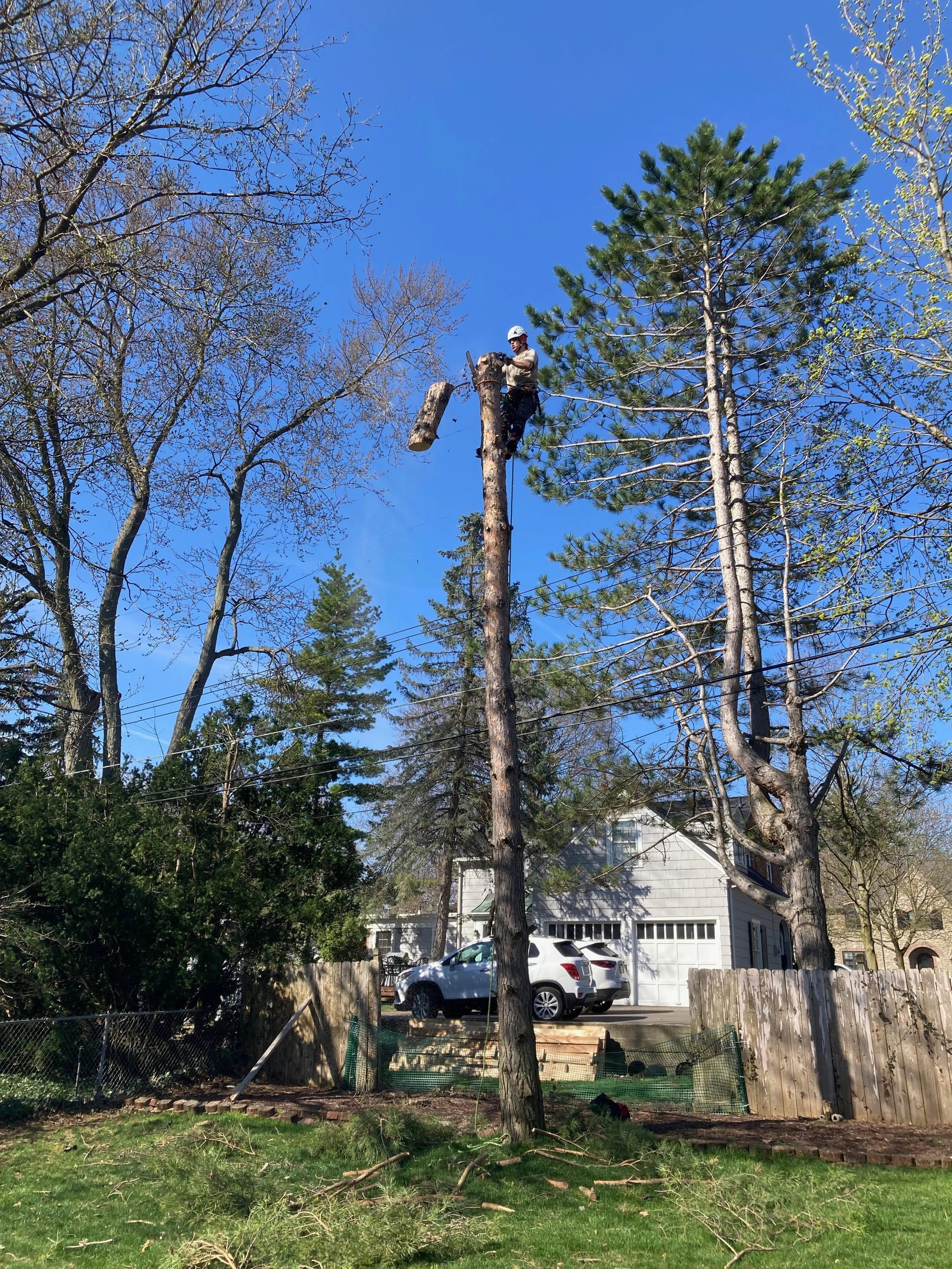 Our team safely removed this Pine tree for a customer in East Bay Township.