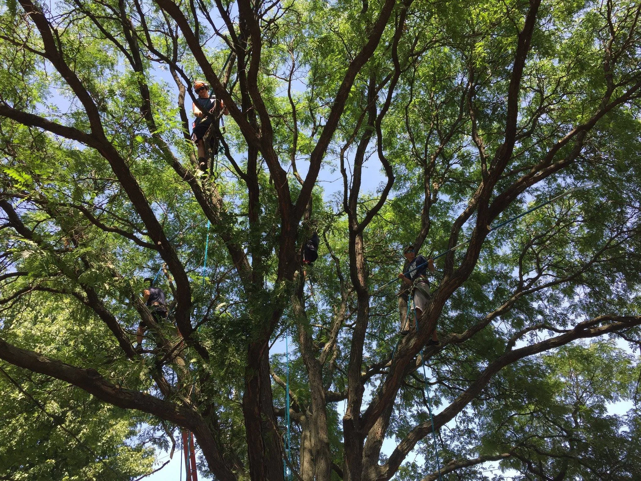 Canopy Thinning