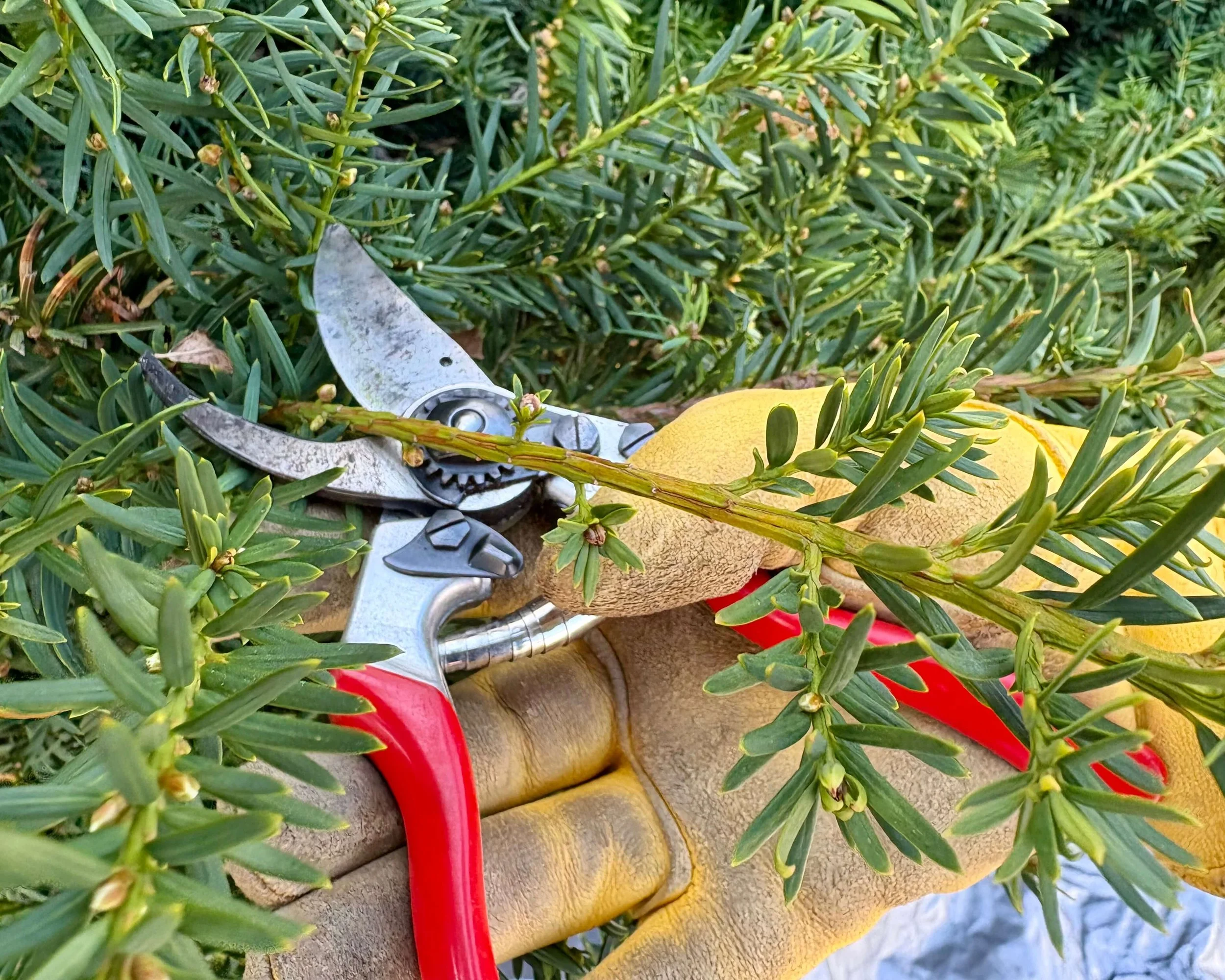 Tree Pruning a large tree